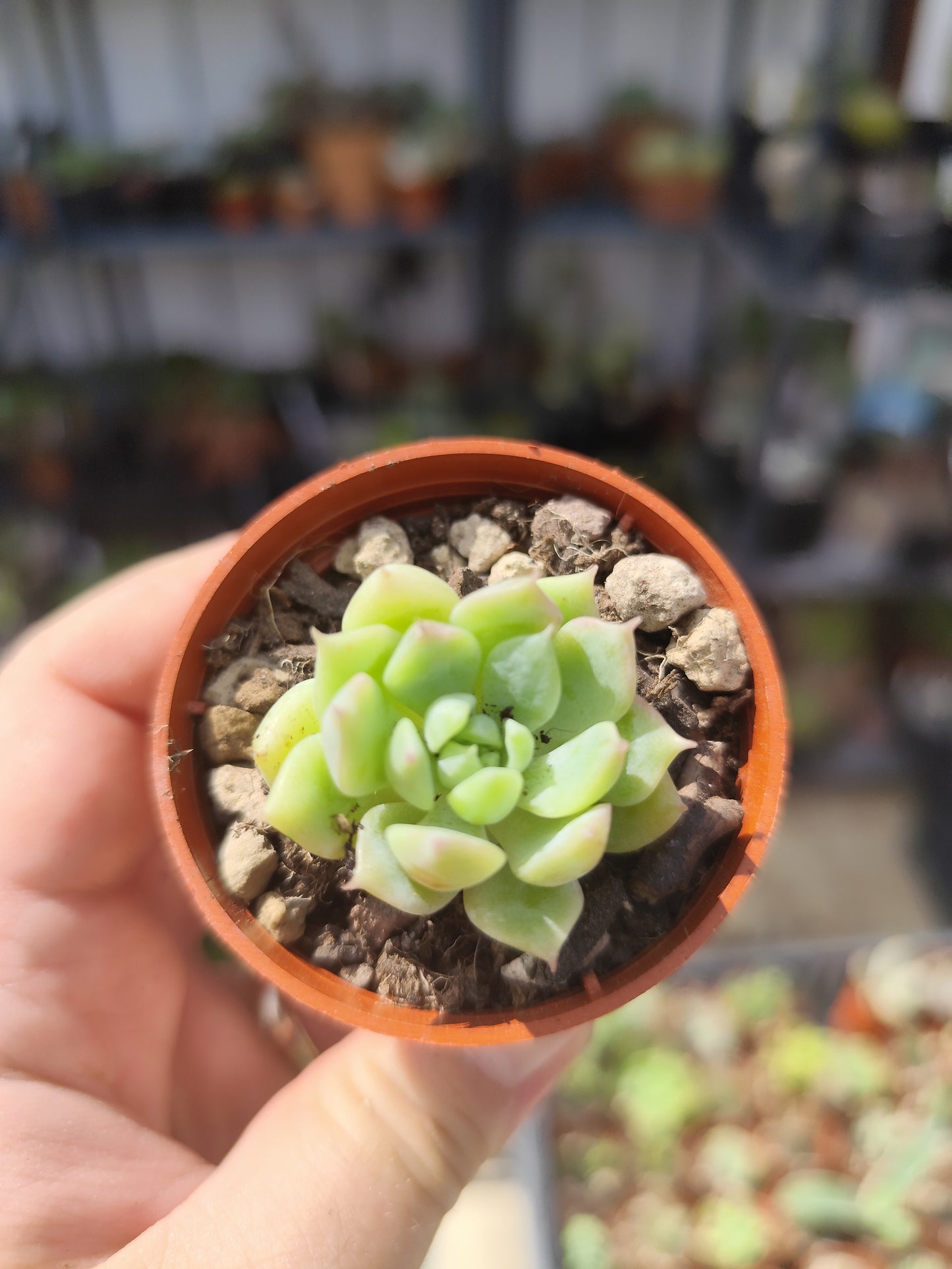 Echeveria prolifica
