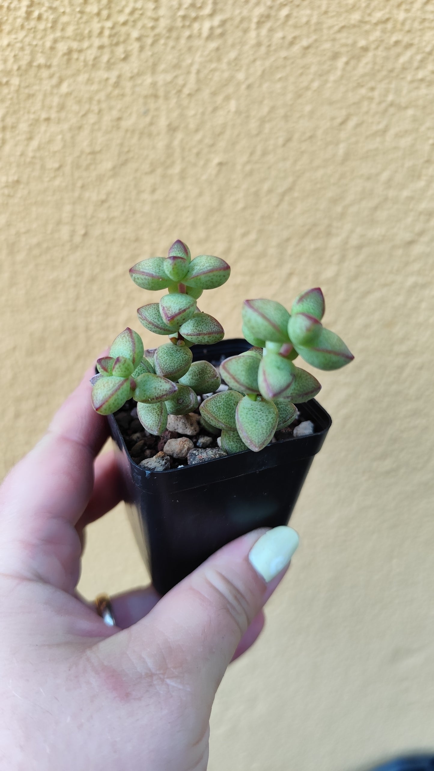 Crassula brevifolia