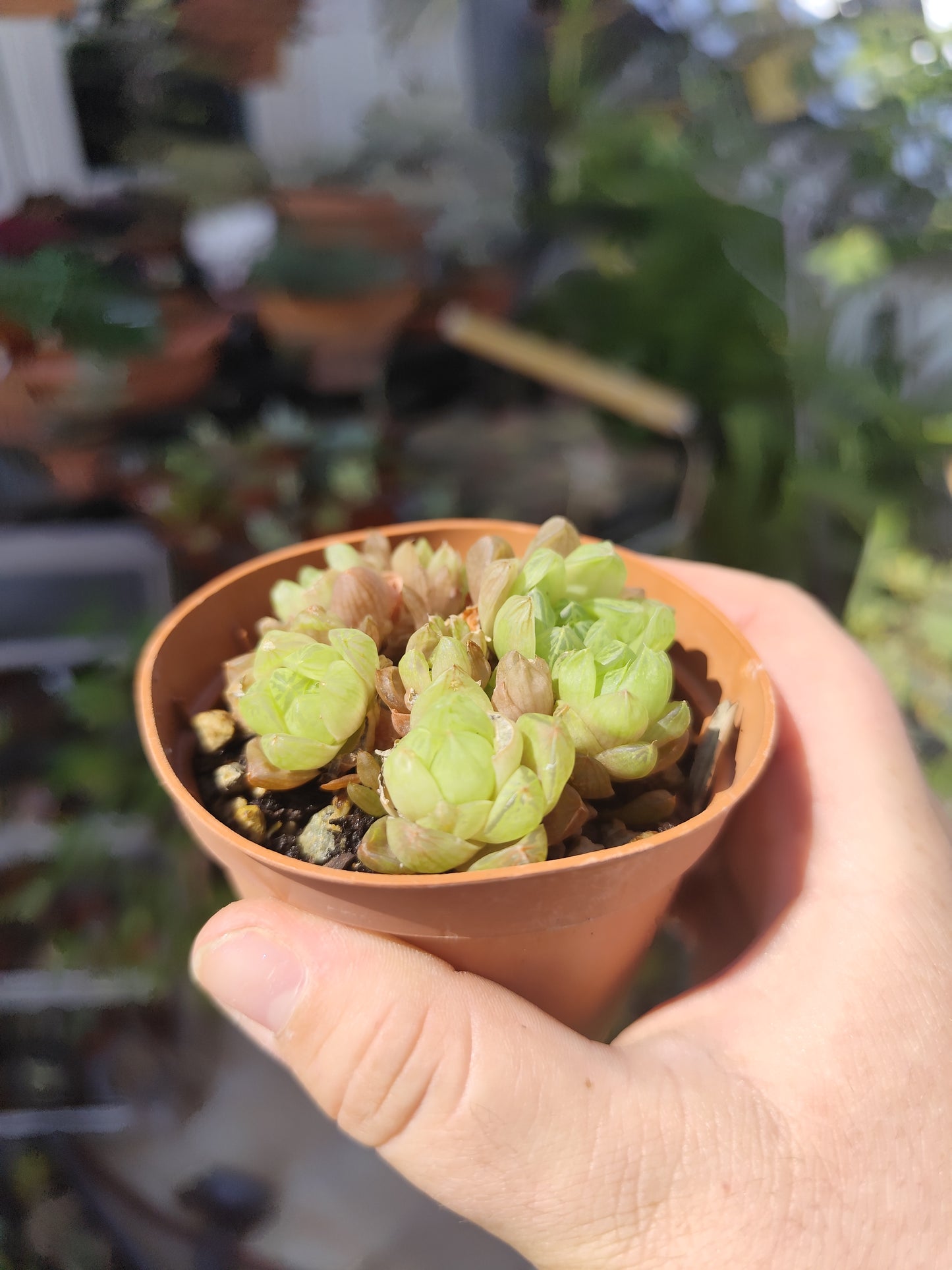 Haworthia cooperii v. truncata
