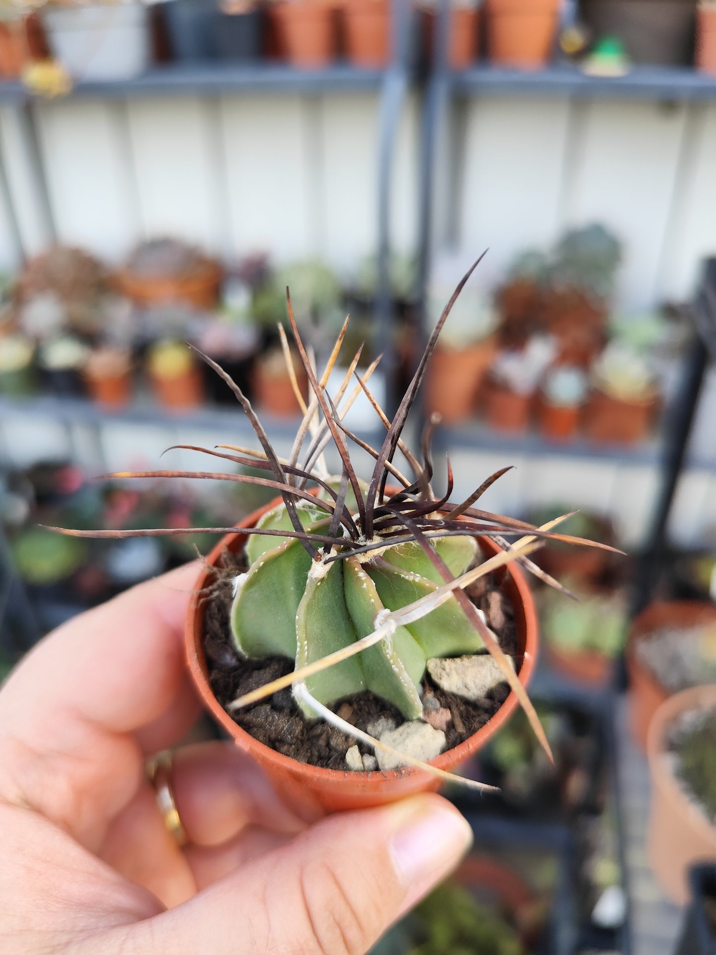 Astrophytum capricorne