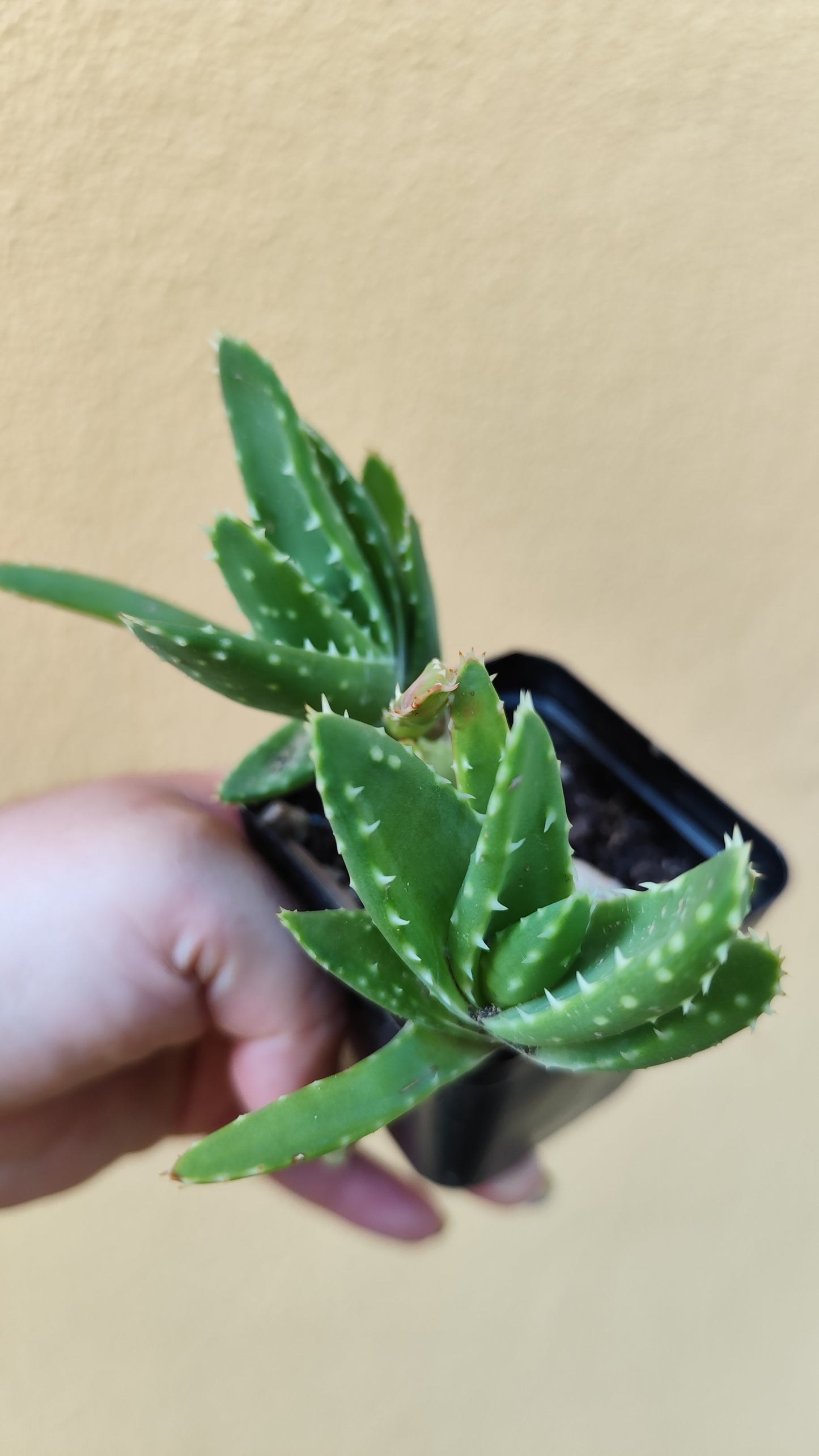 Aloe mitriformis