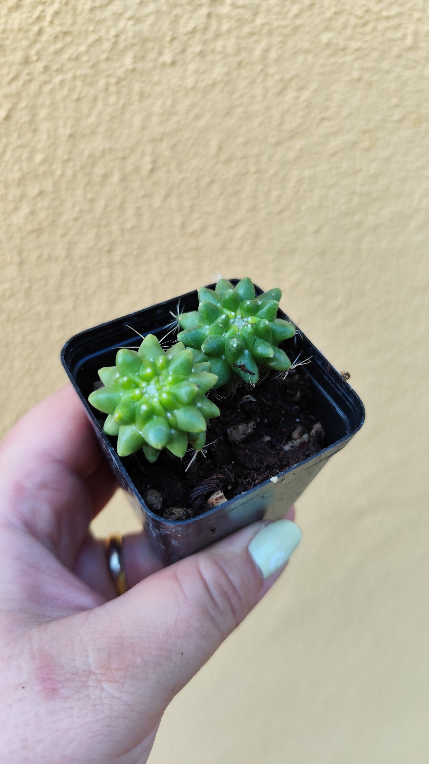 Mammillaria polythele