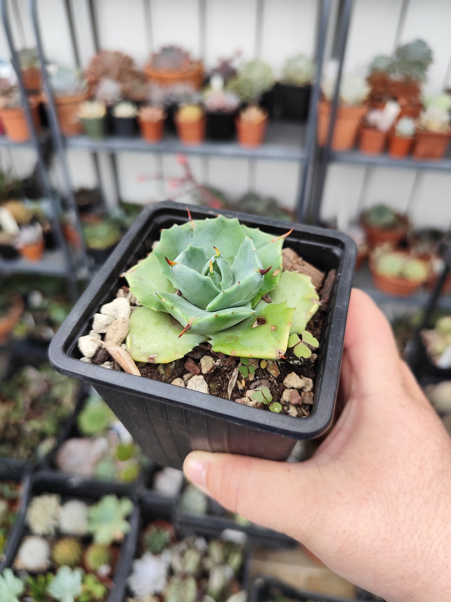 Agave potatorum