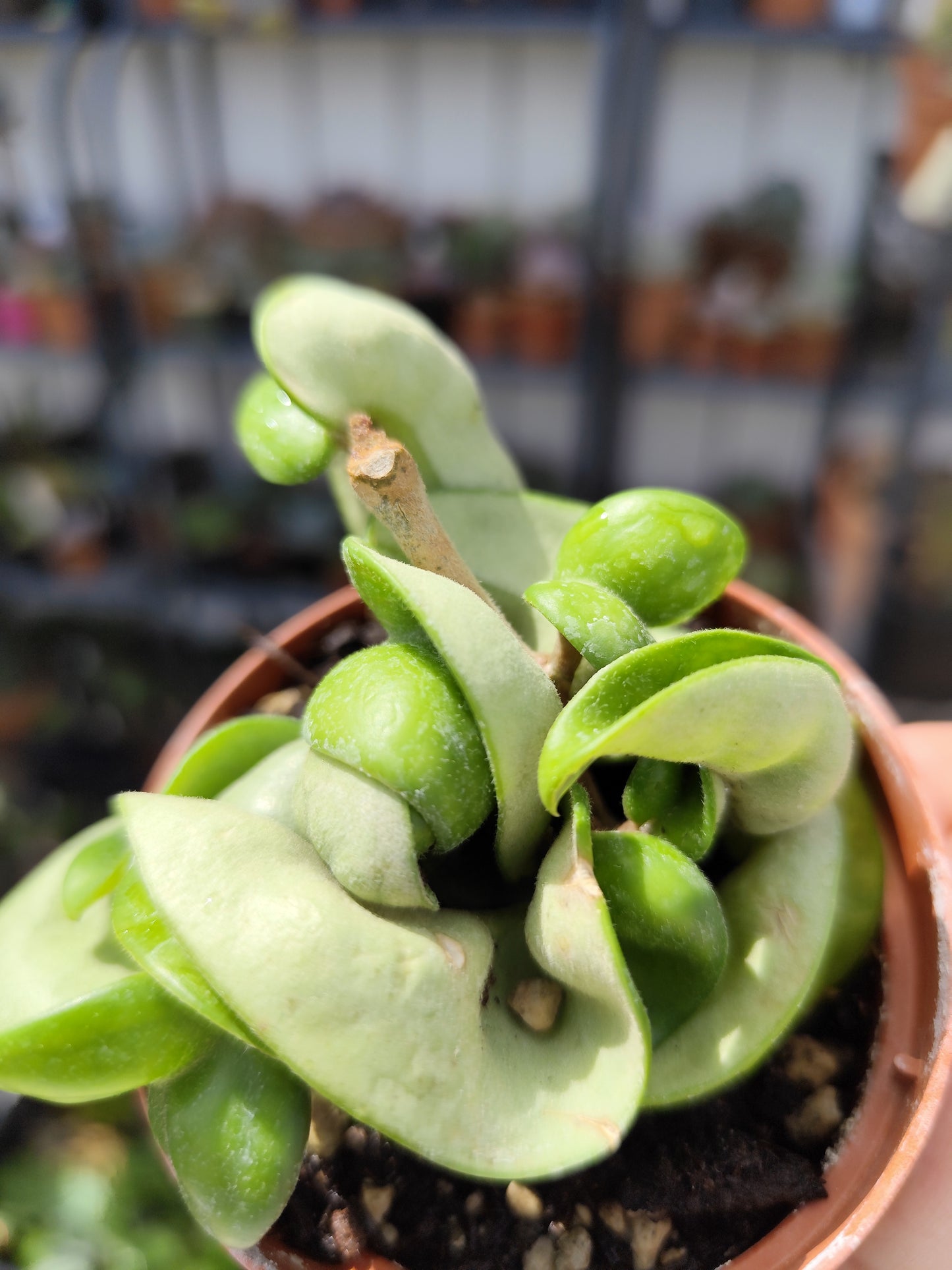 Hoya carnosa compacta