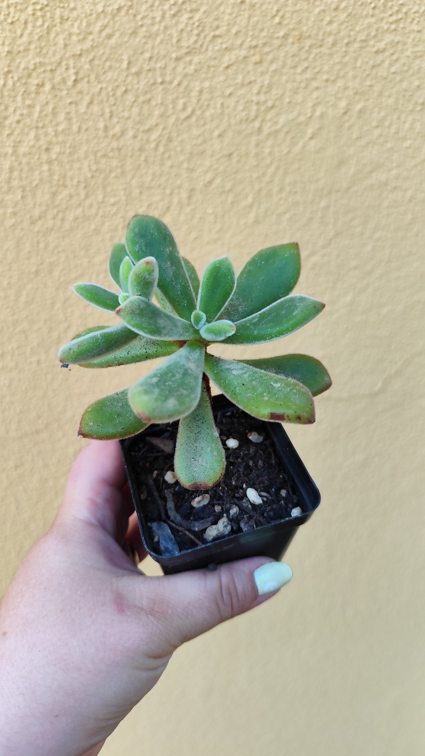 Echeveria pulvinata ruby