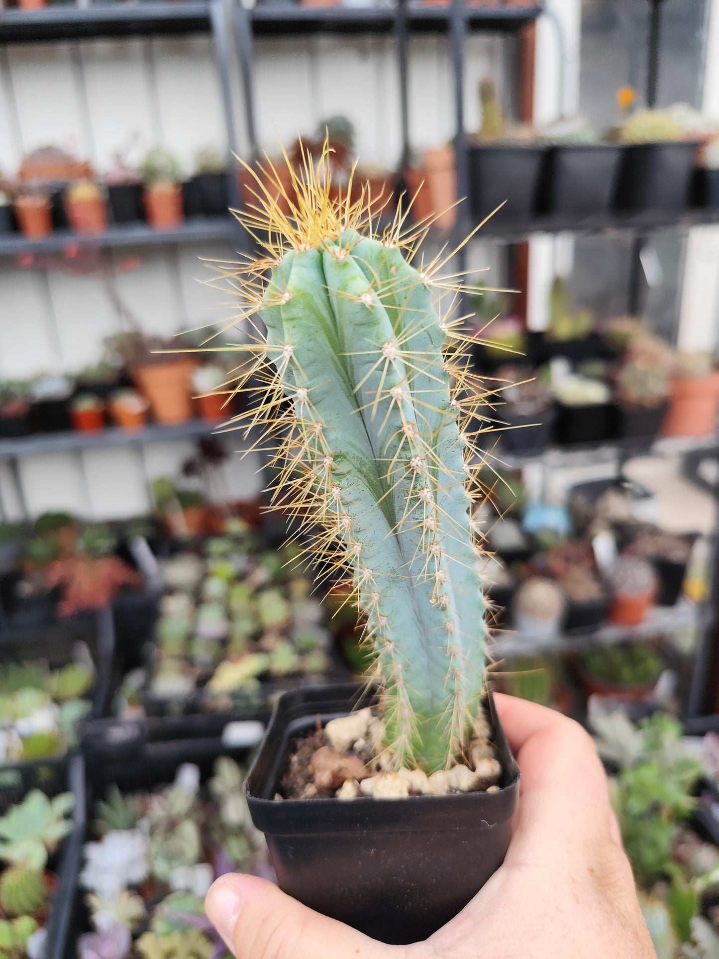 Pilosocereus pachycladus azureus