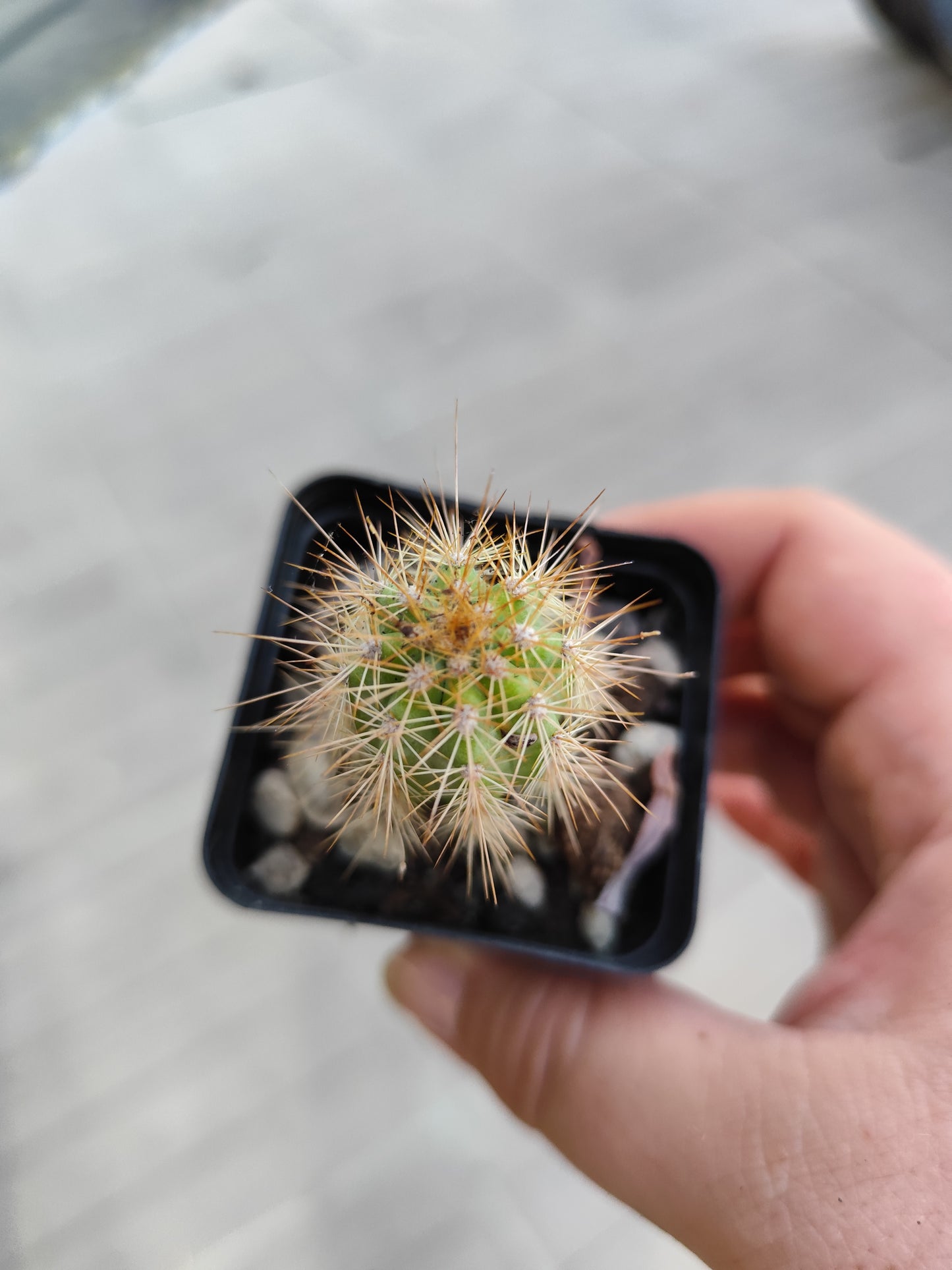 Notocactus magnificus