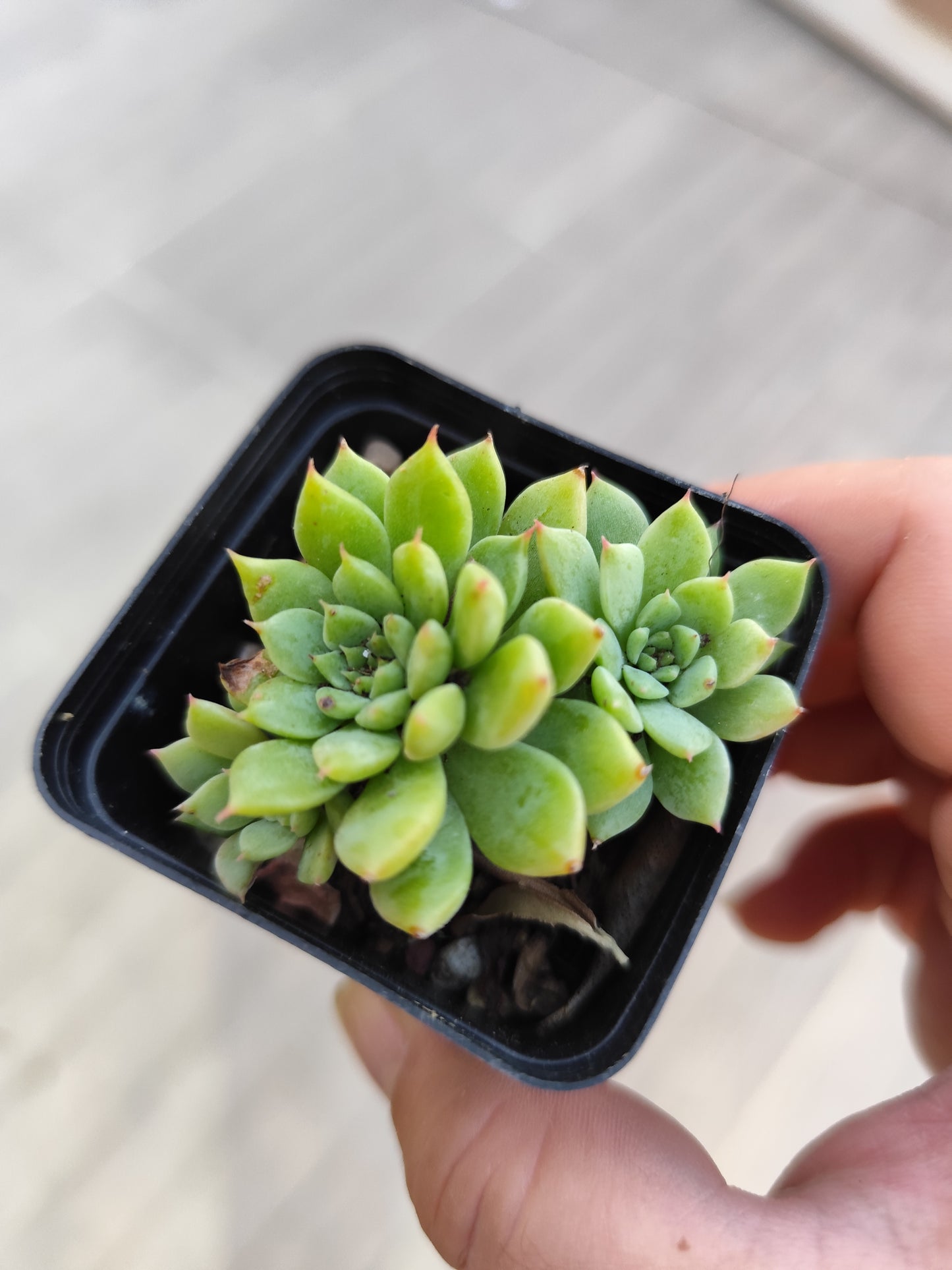 Echeveria tippy