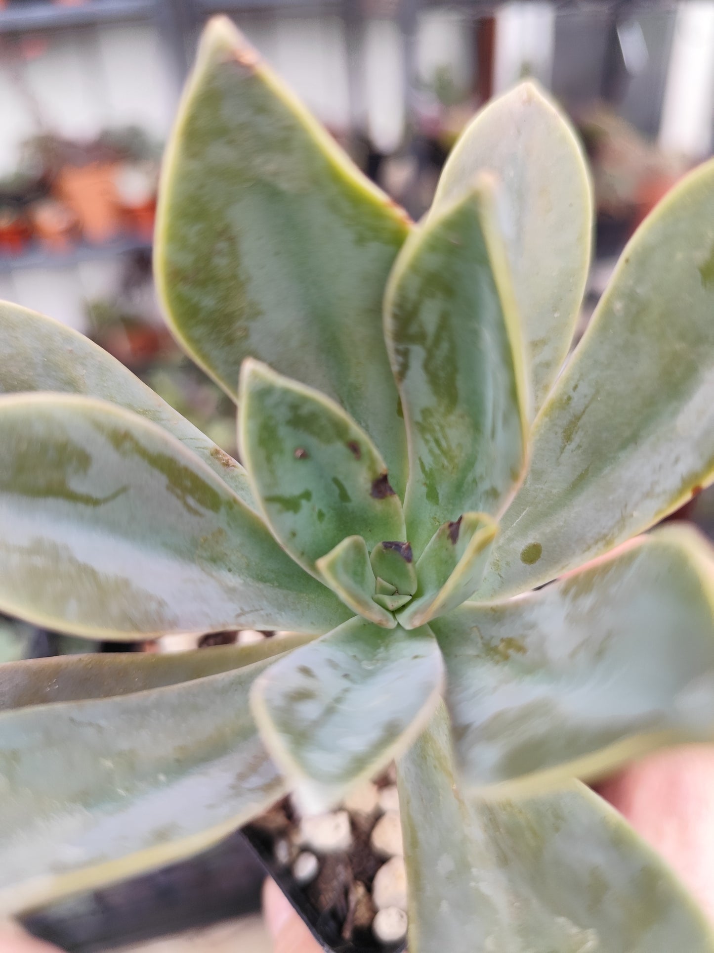 Graptoveria fred ives