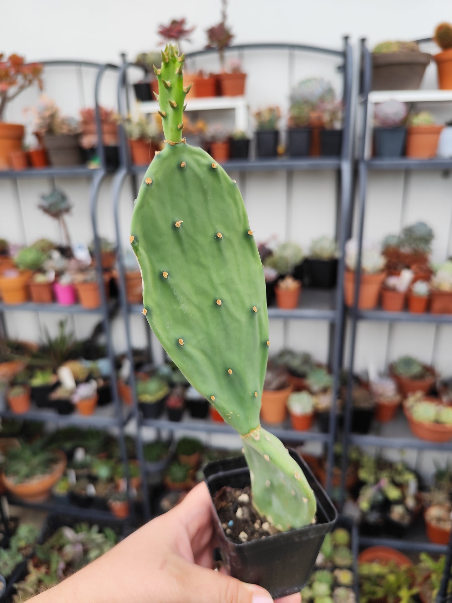 Opuntia sp