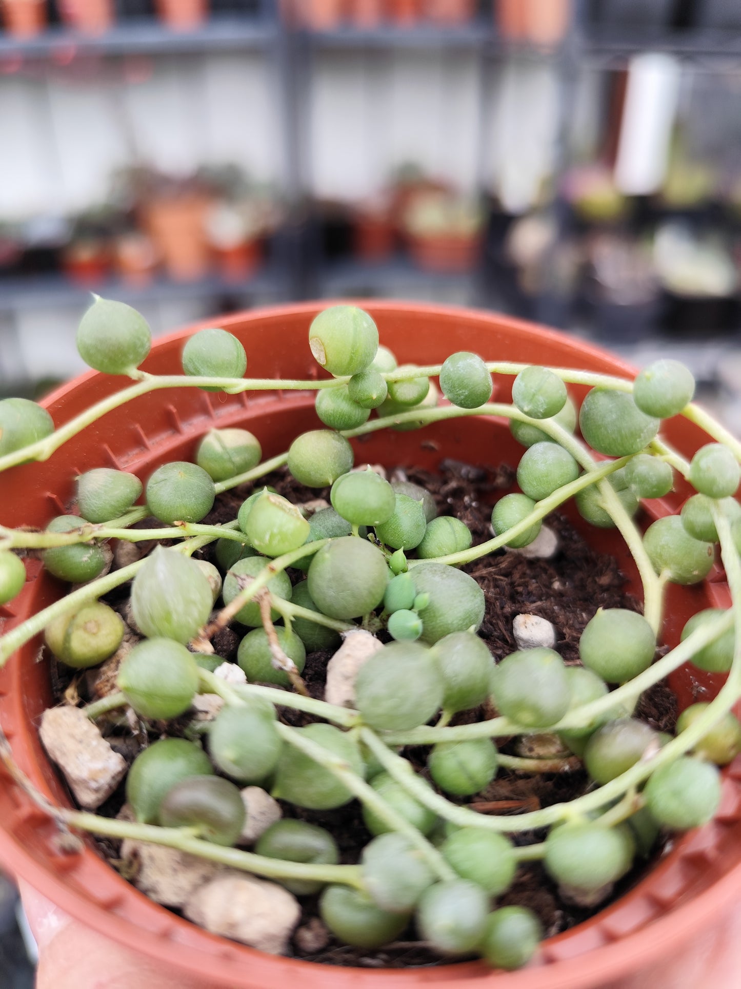 Senecio rowleyanus