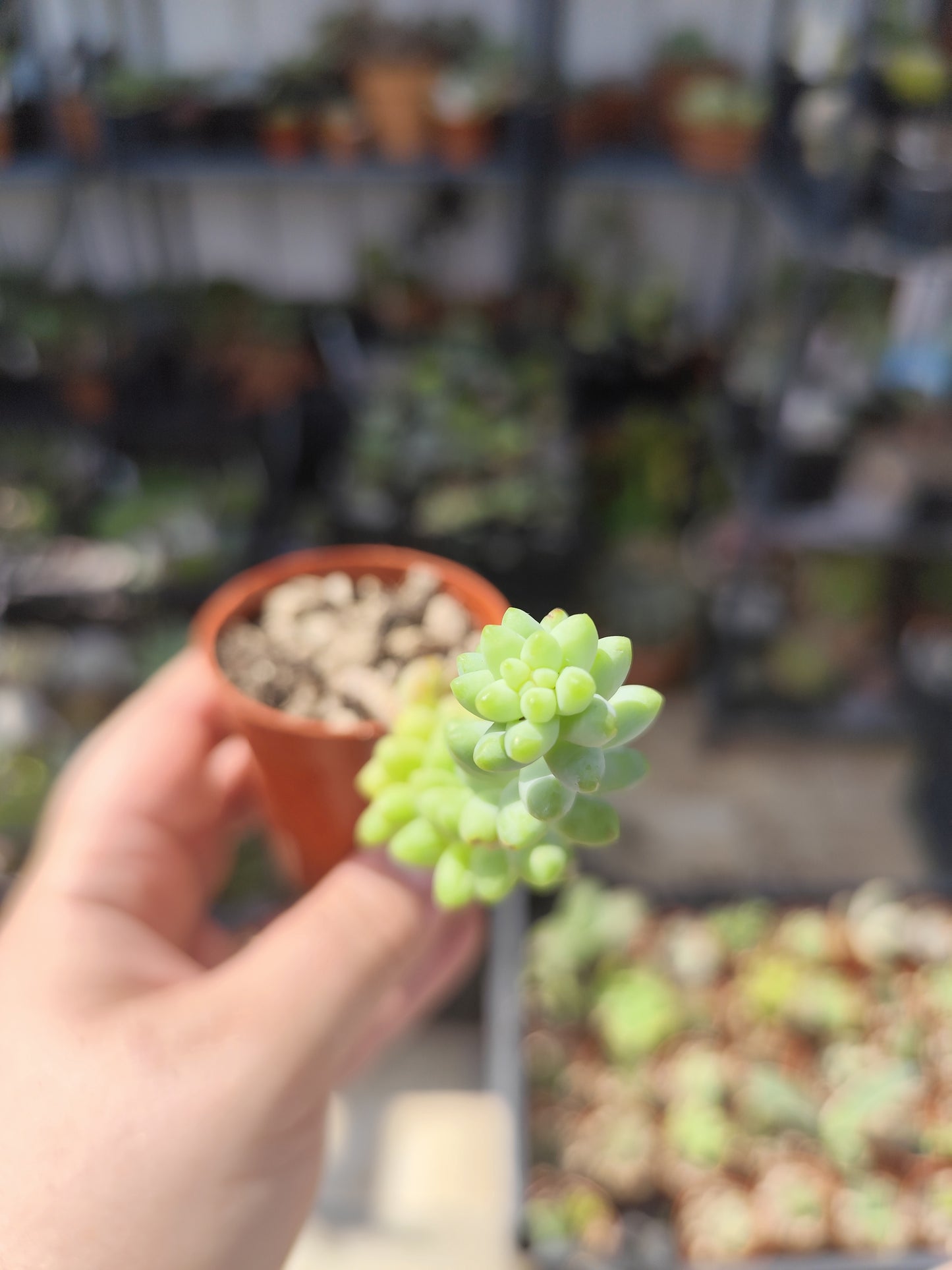 Sedum burrito