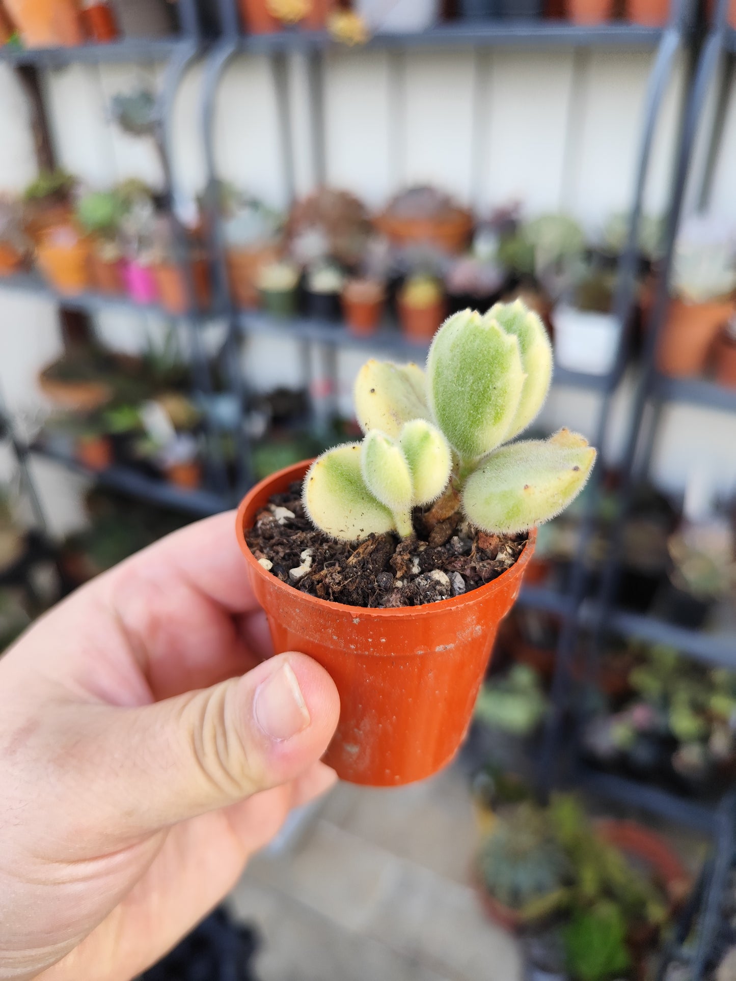 Cotyledon tomentosa