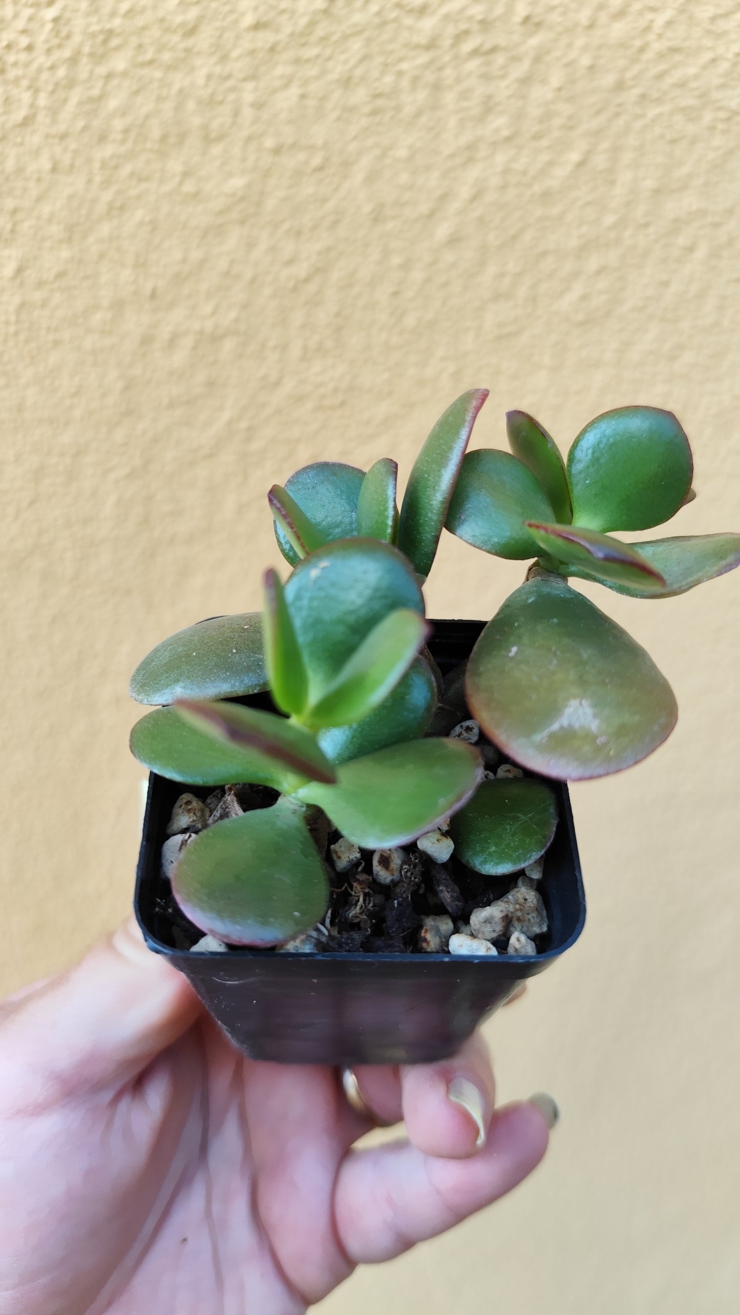 Crassula ovata