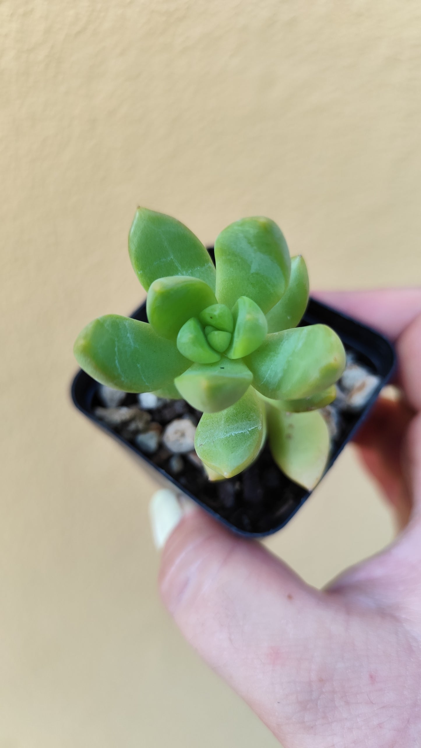 Sedum adolphii