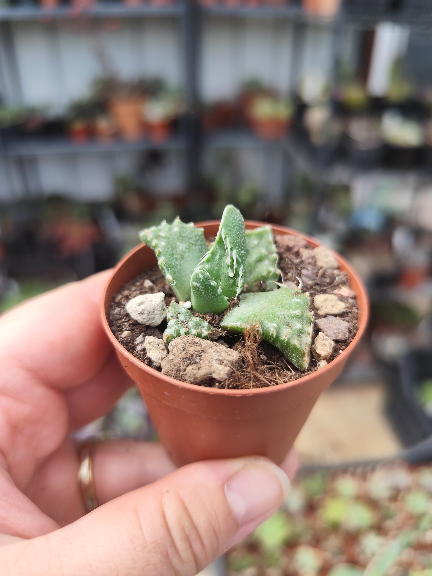 Faucaria tigrina