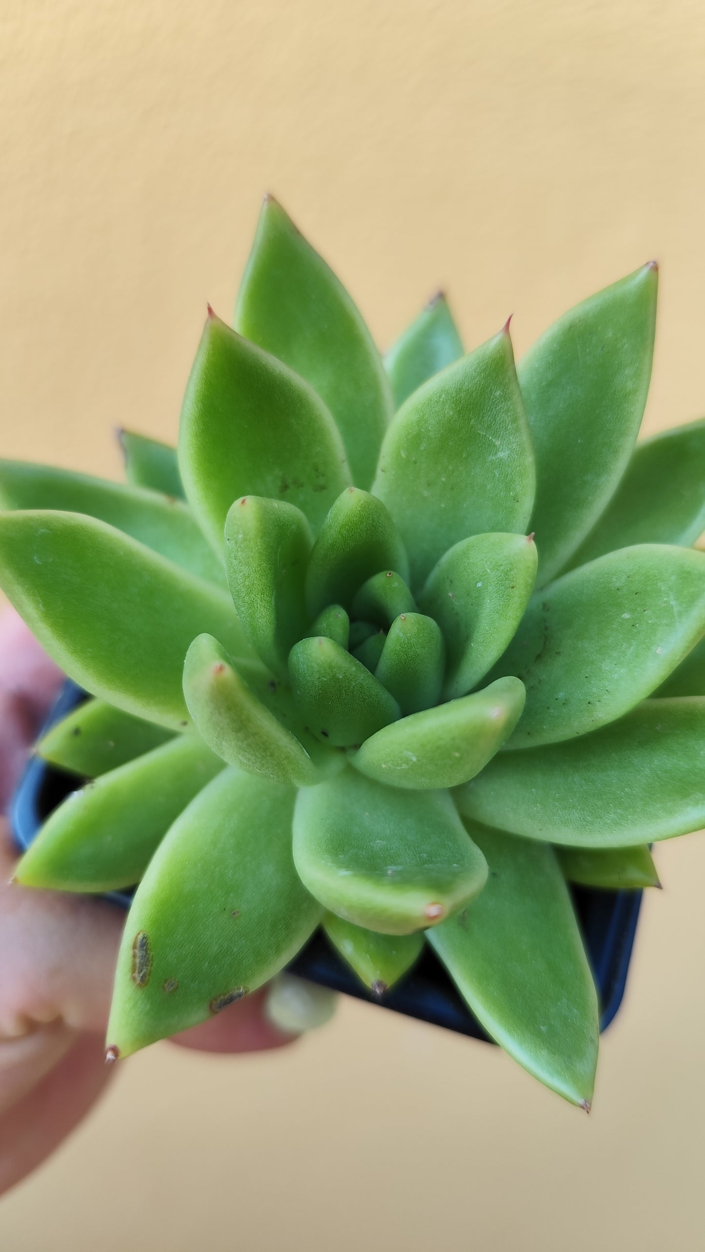 Echeveria agavoides