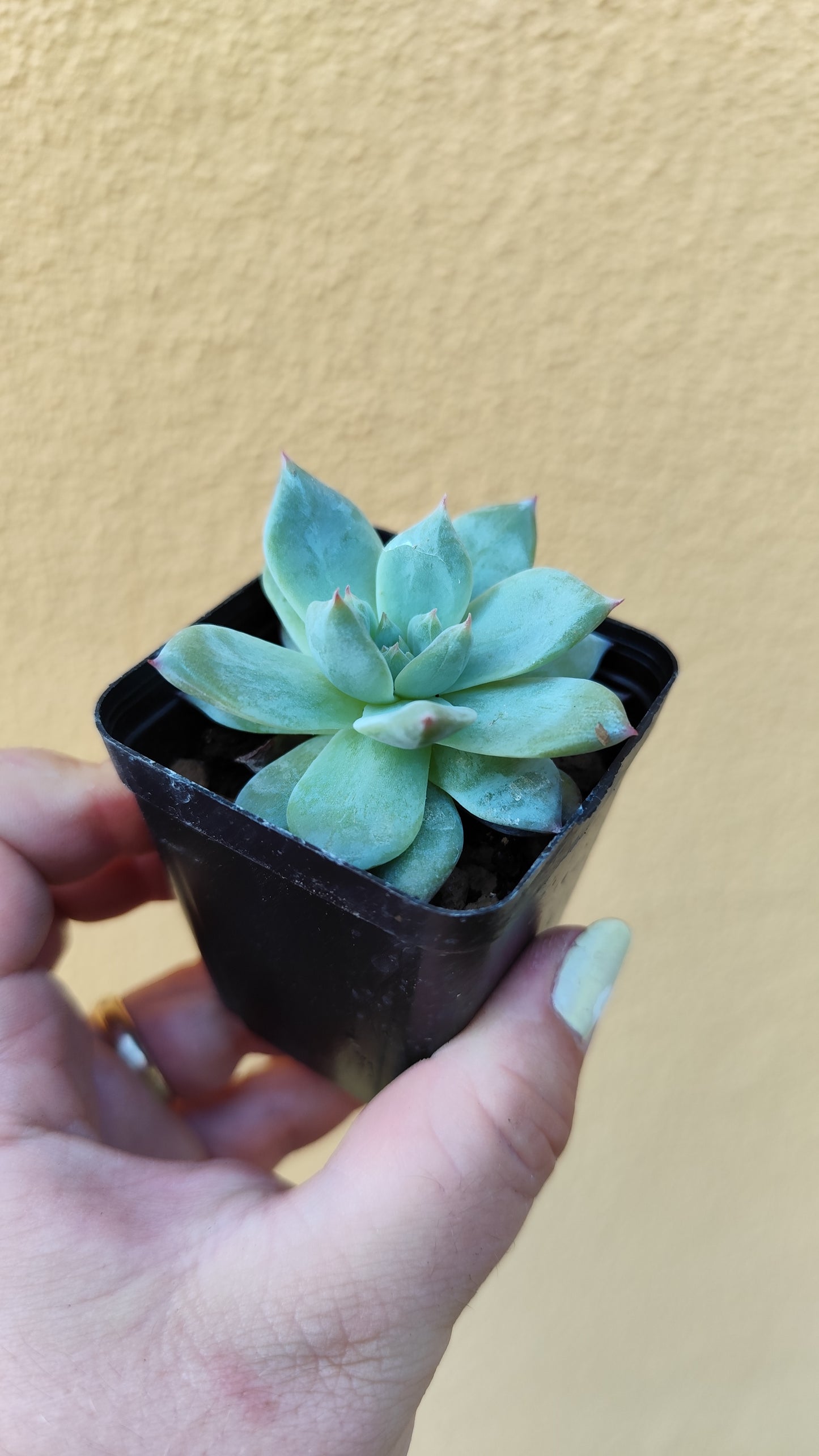 Echeveria Blue Bird