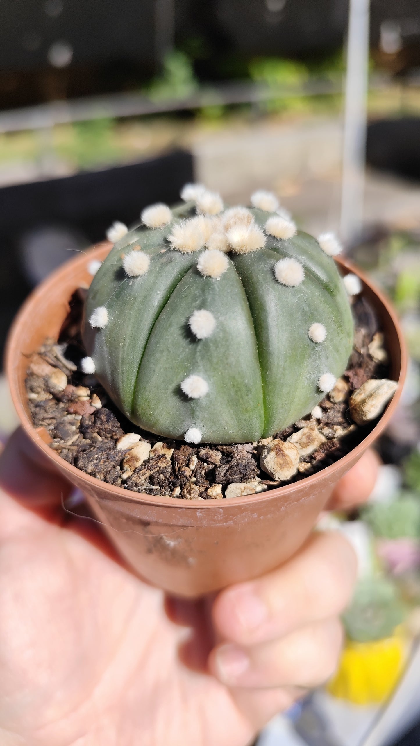Astrophytum asterias