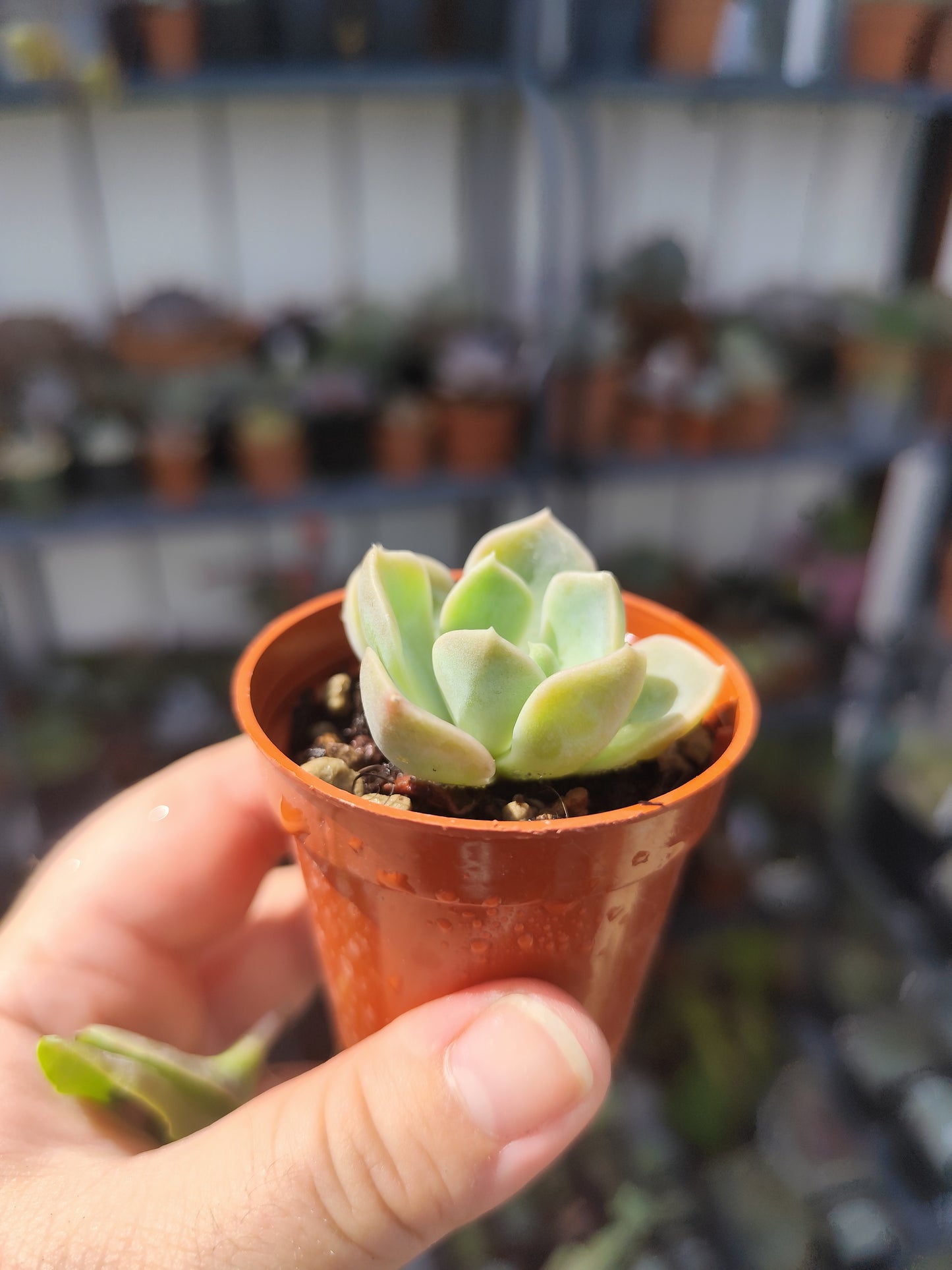 Echeveria sp