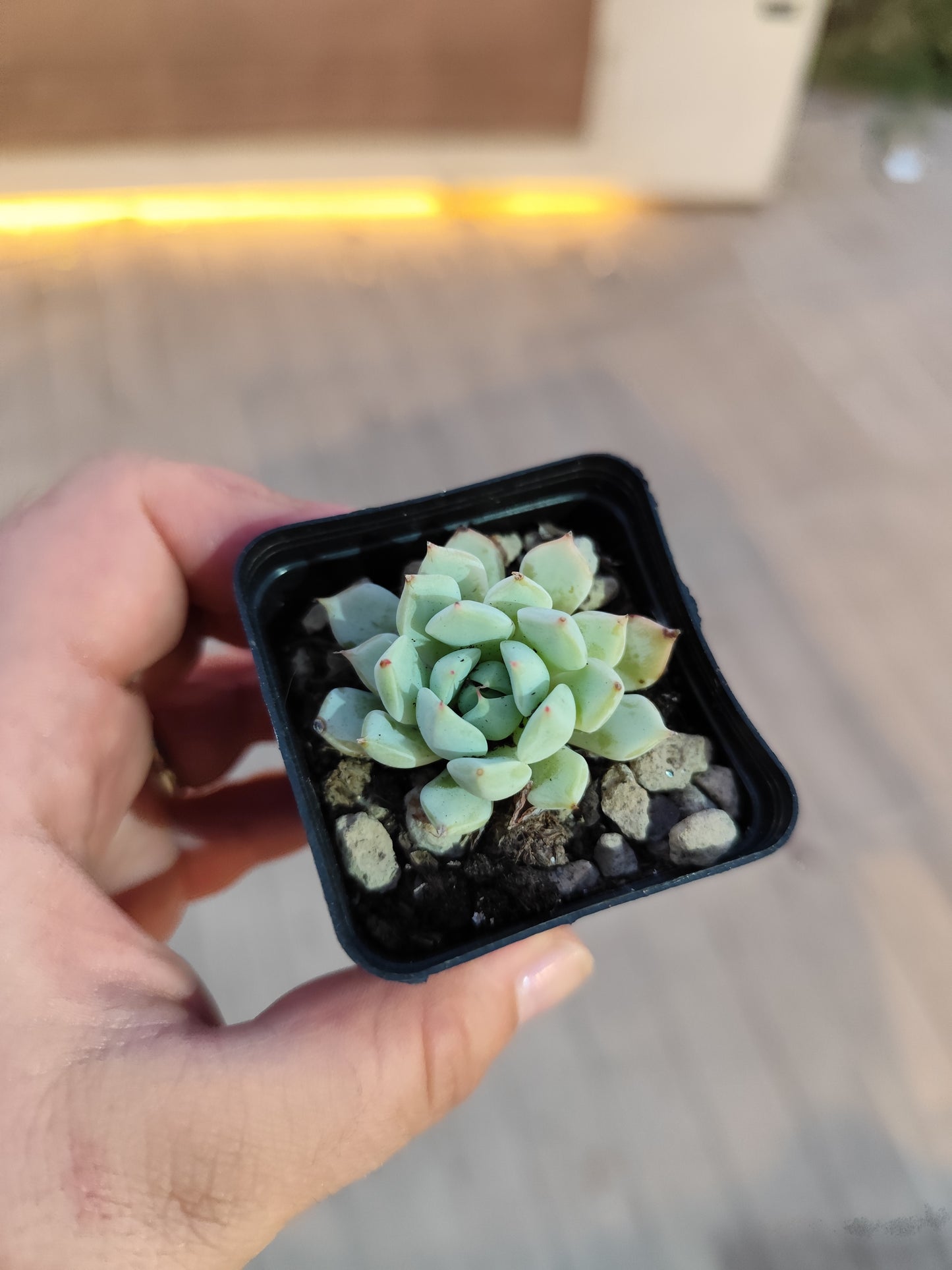 Echeveria sp