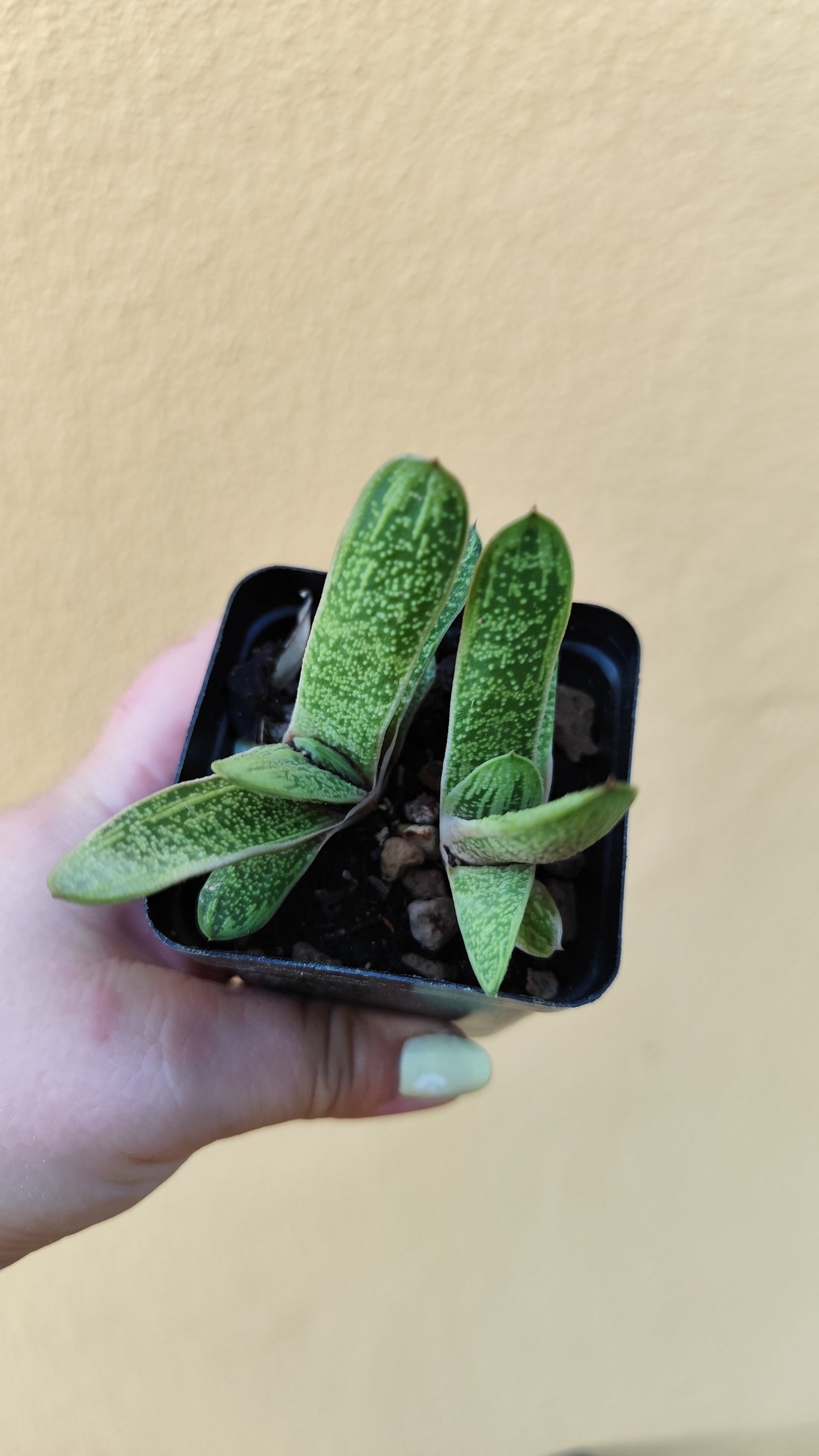 Gasteria batesiana cv. Little Warty
