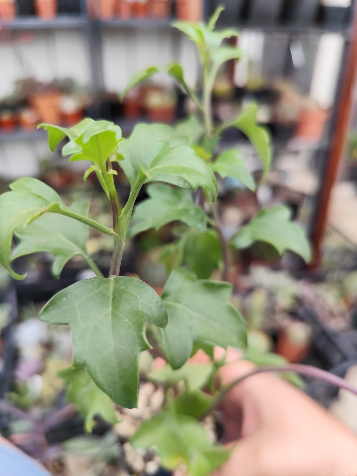 Senecio angulatus