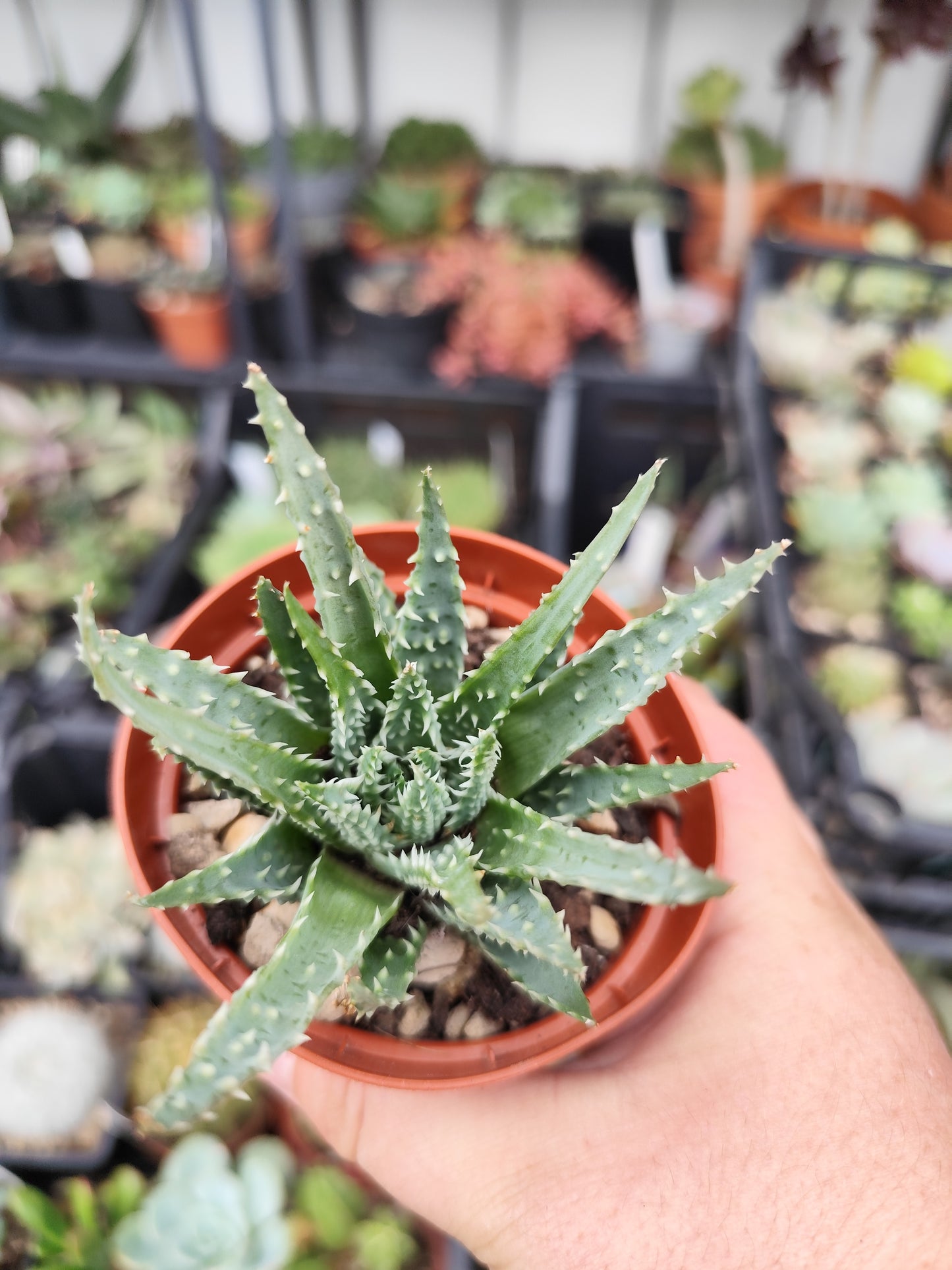 Aloe humilis