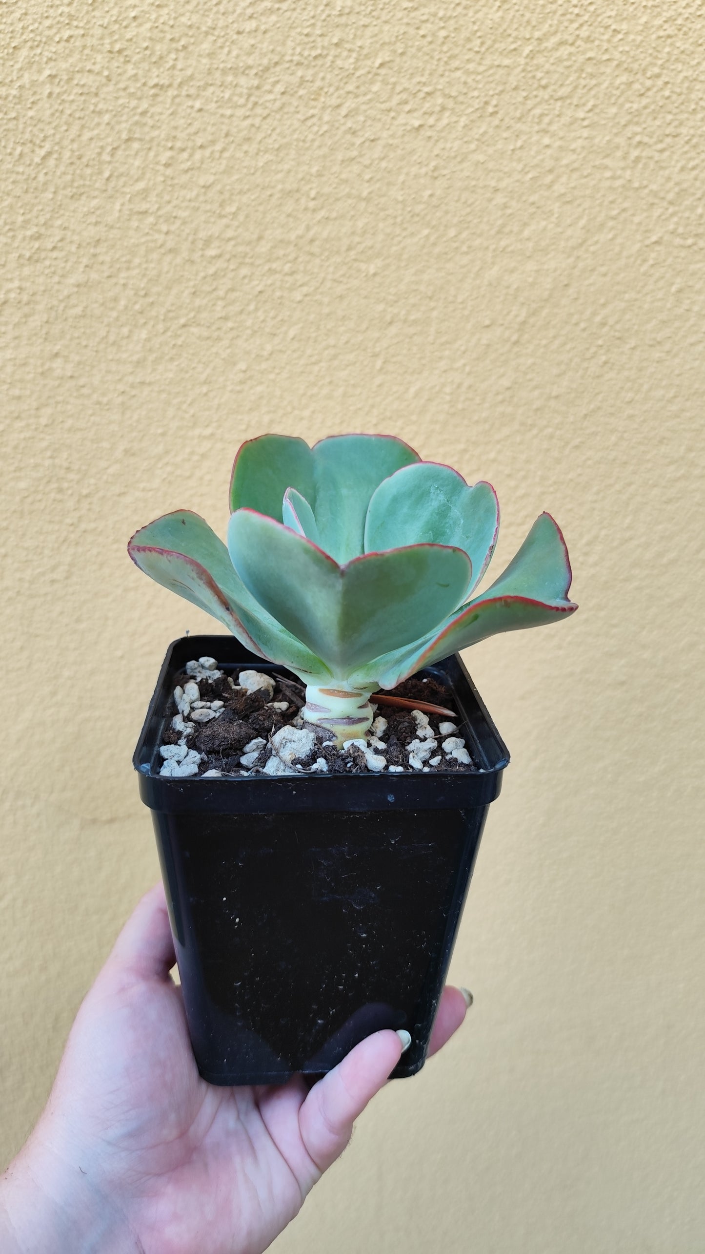 Echeveria gigantea
