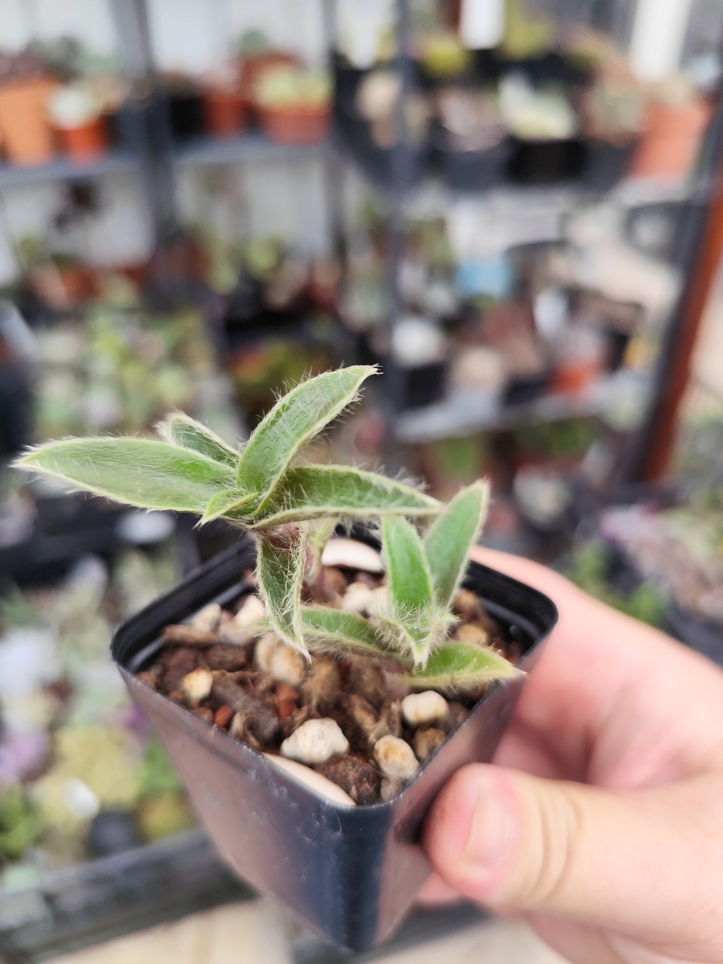 Cyanotis somaliensis