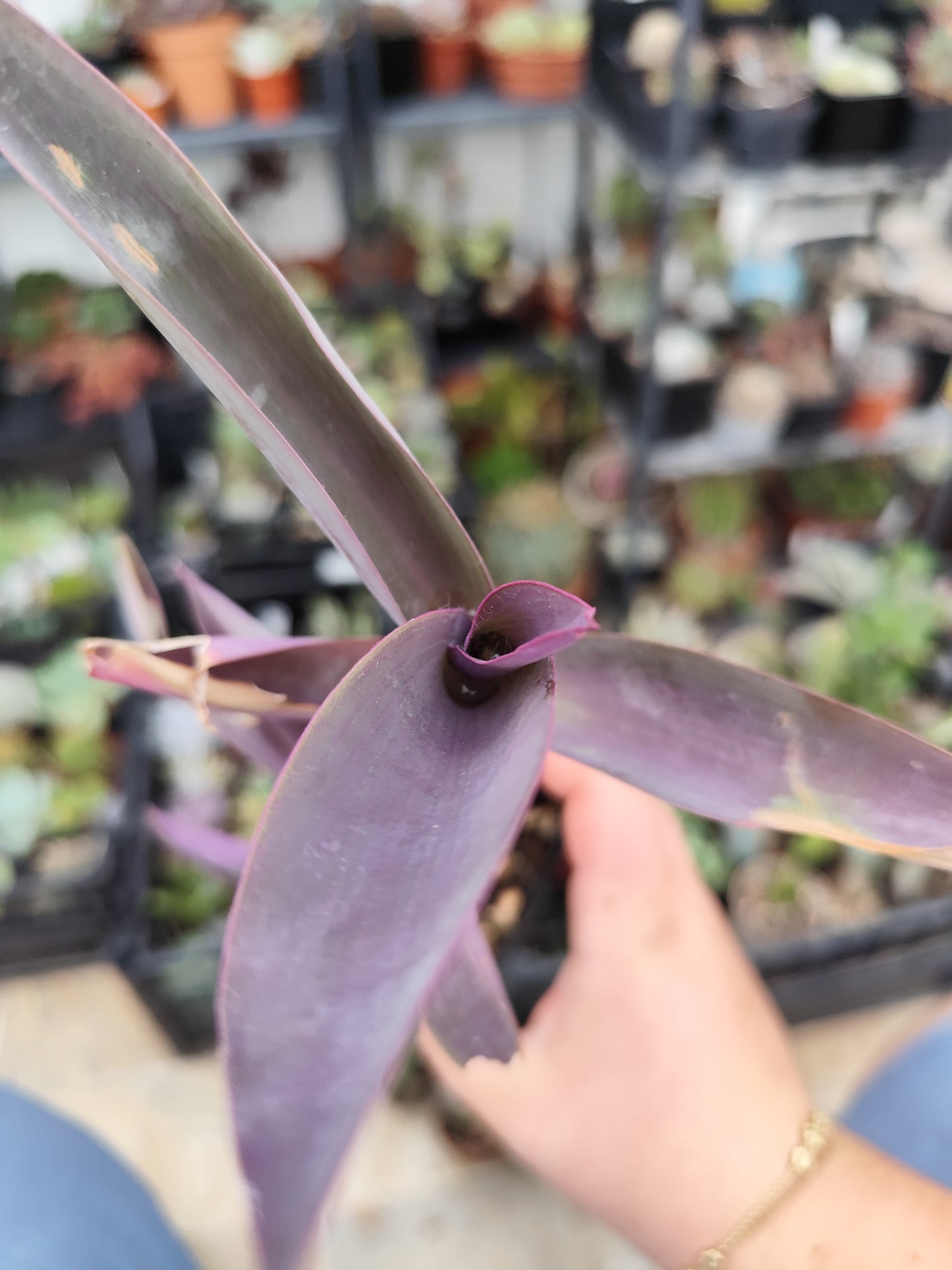 Tradescantia pallida