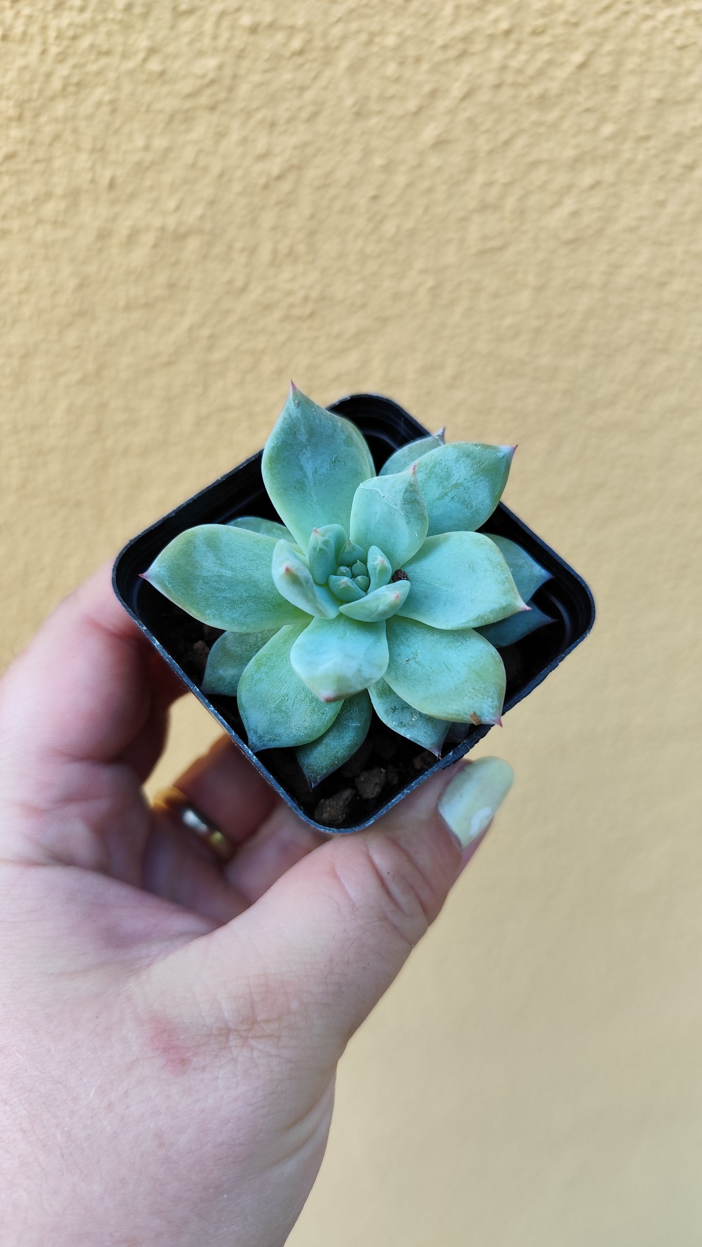Echeveria Blue Bird