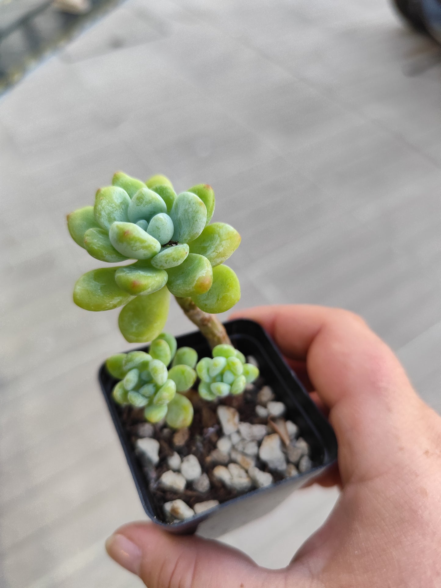 Sedum clavatum