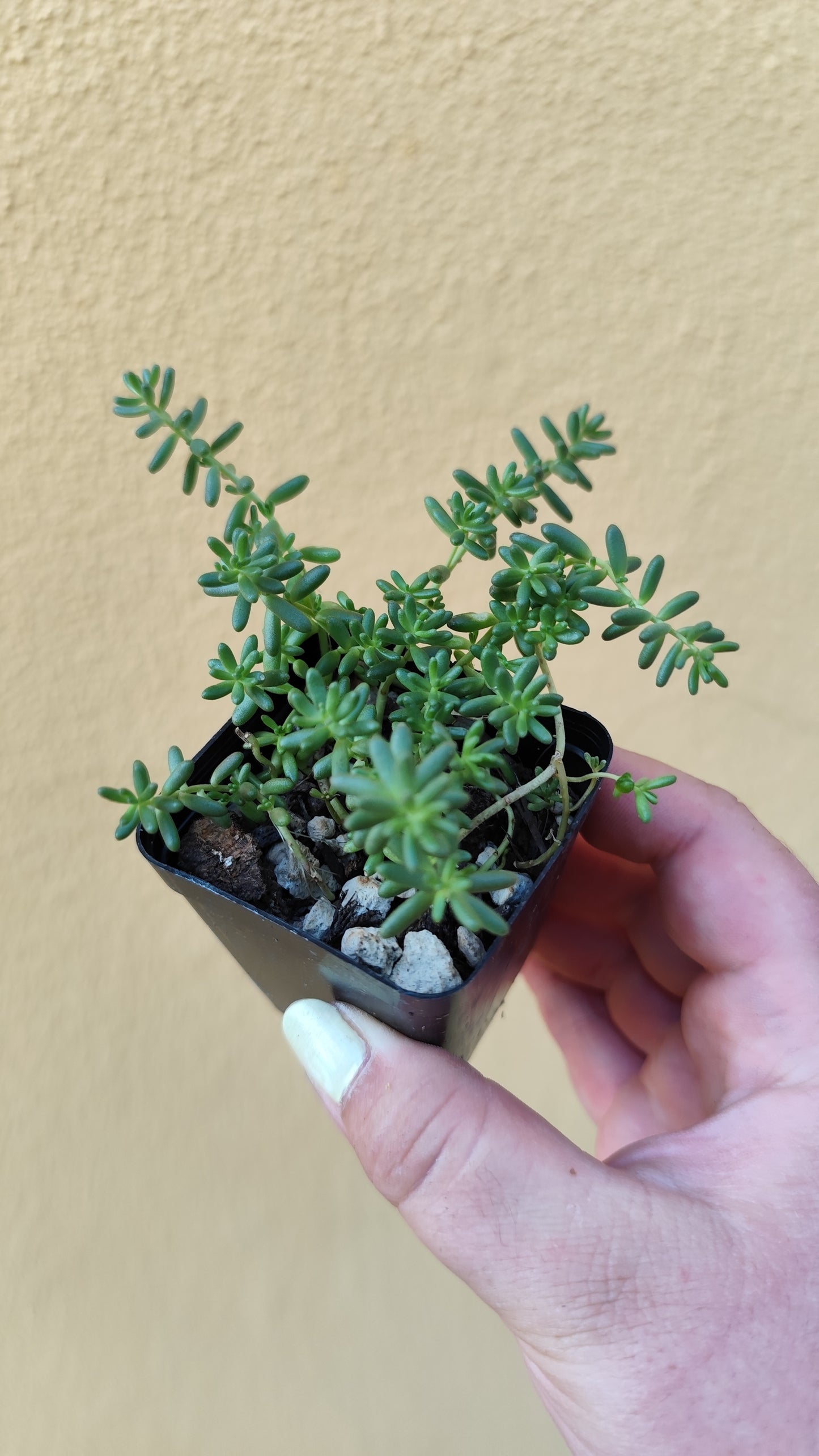 Sedum album