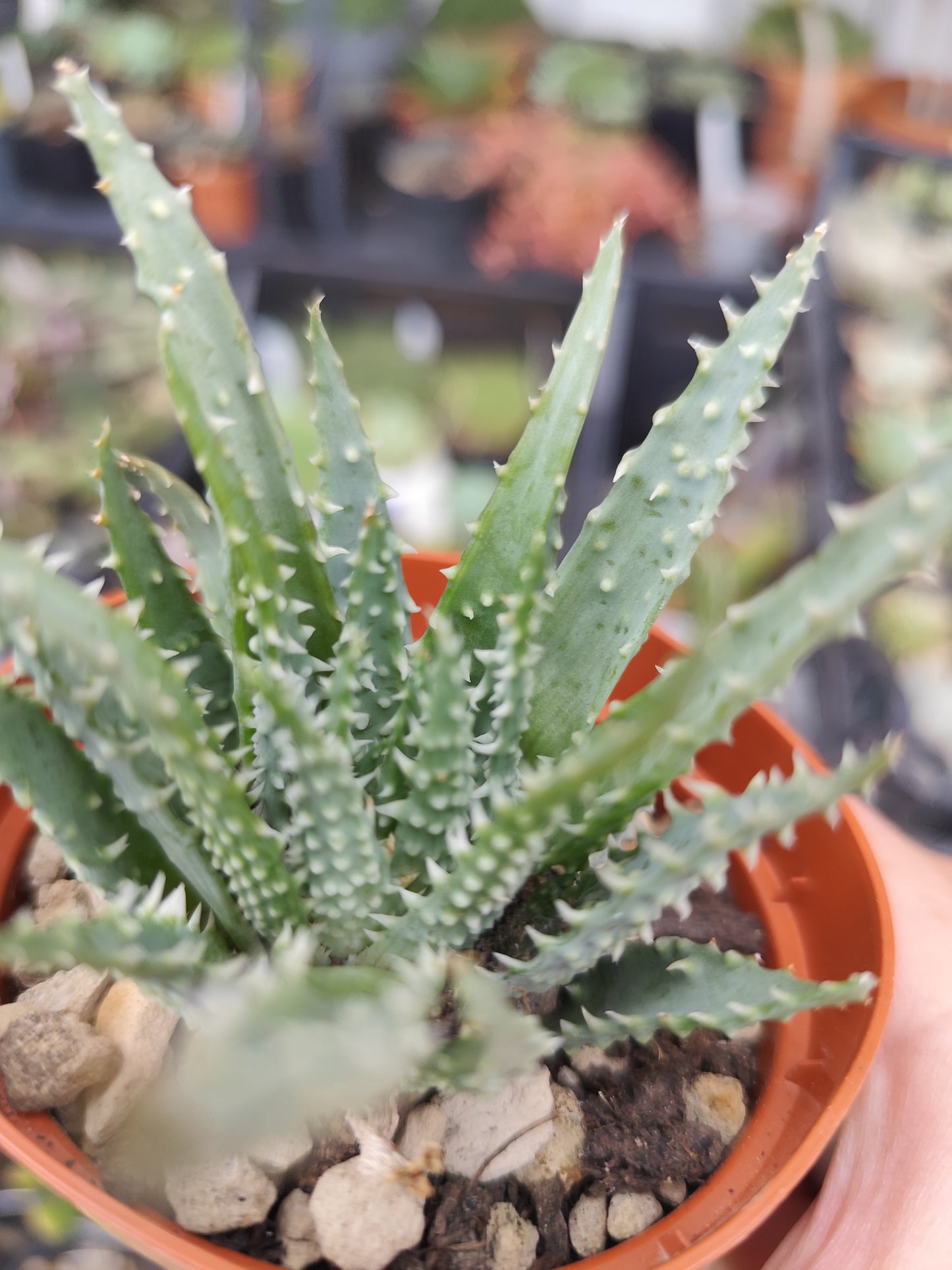 Aloe humilis
