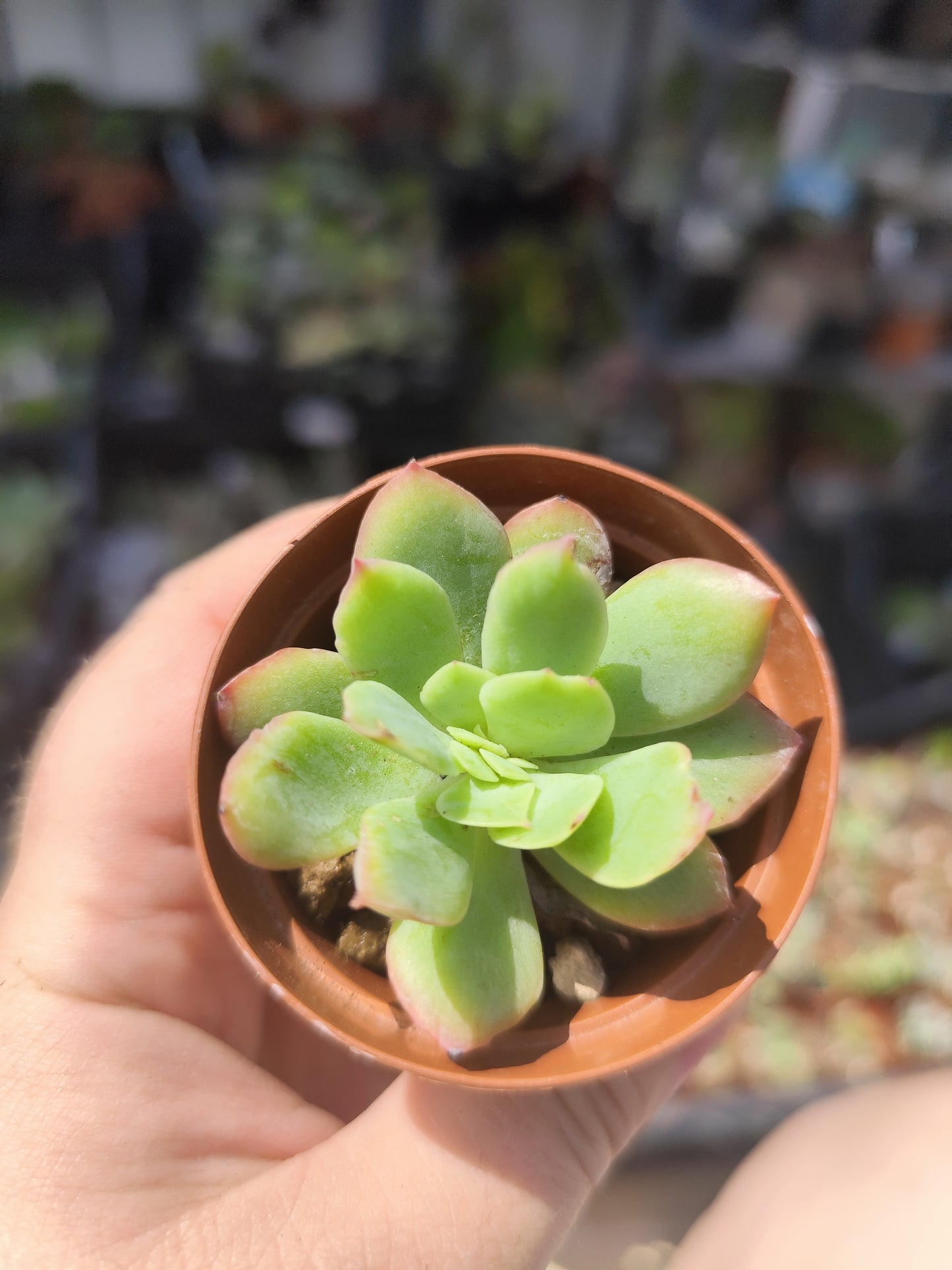 Echeveria sp.
