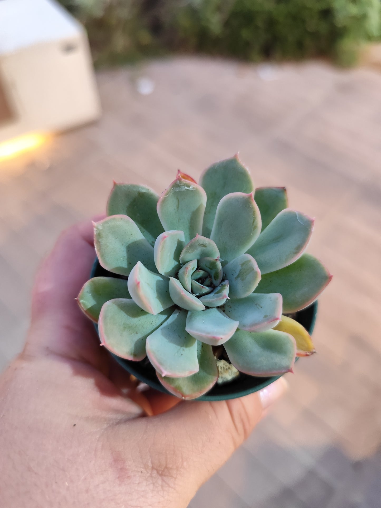 Echeveria apus