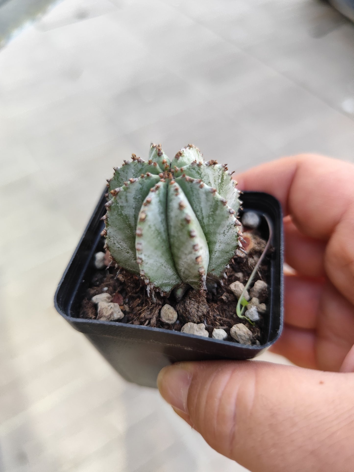 Euphorbia tanzania