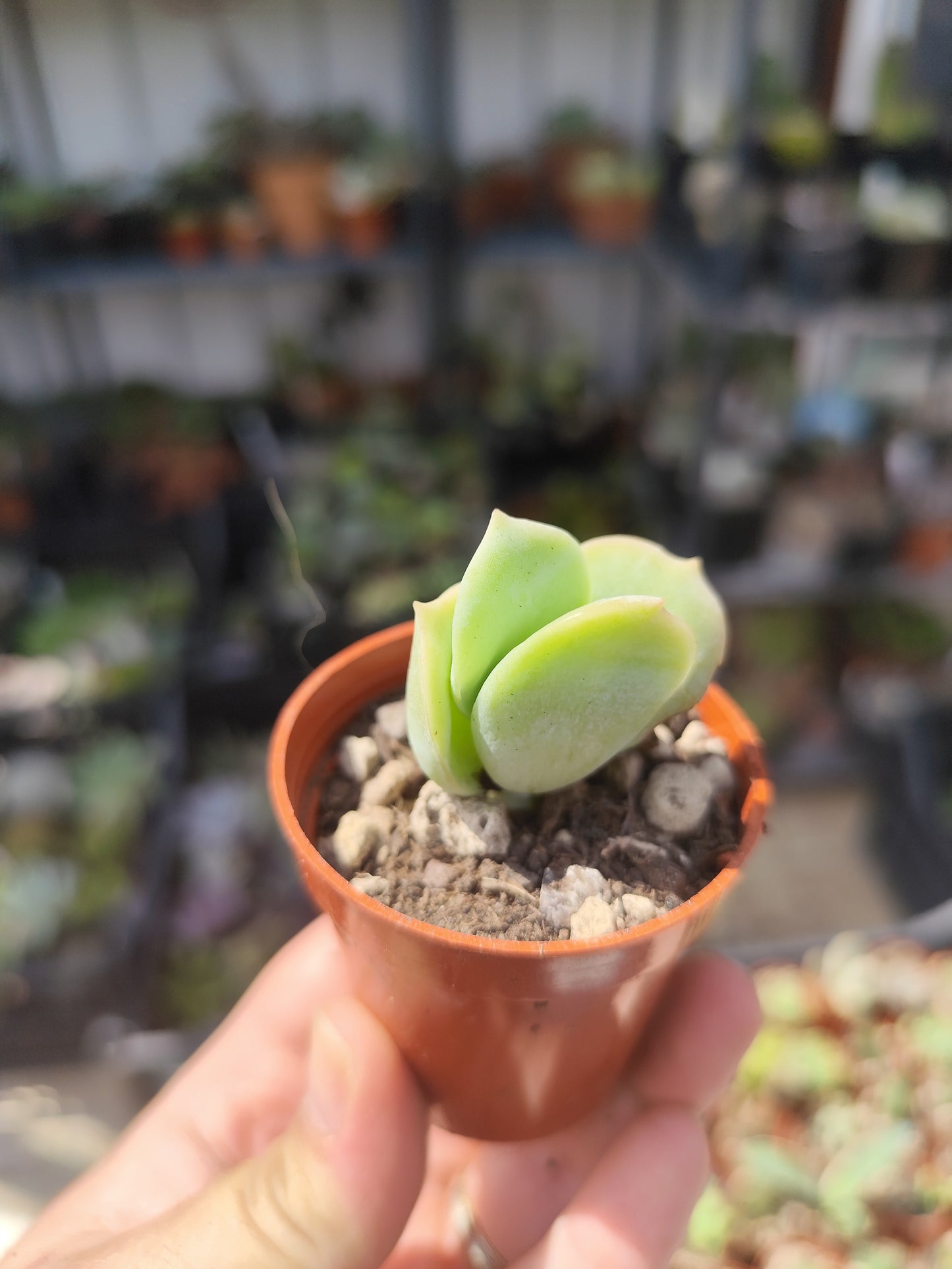 Echeveria lovely rose
