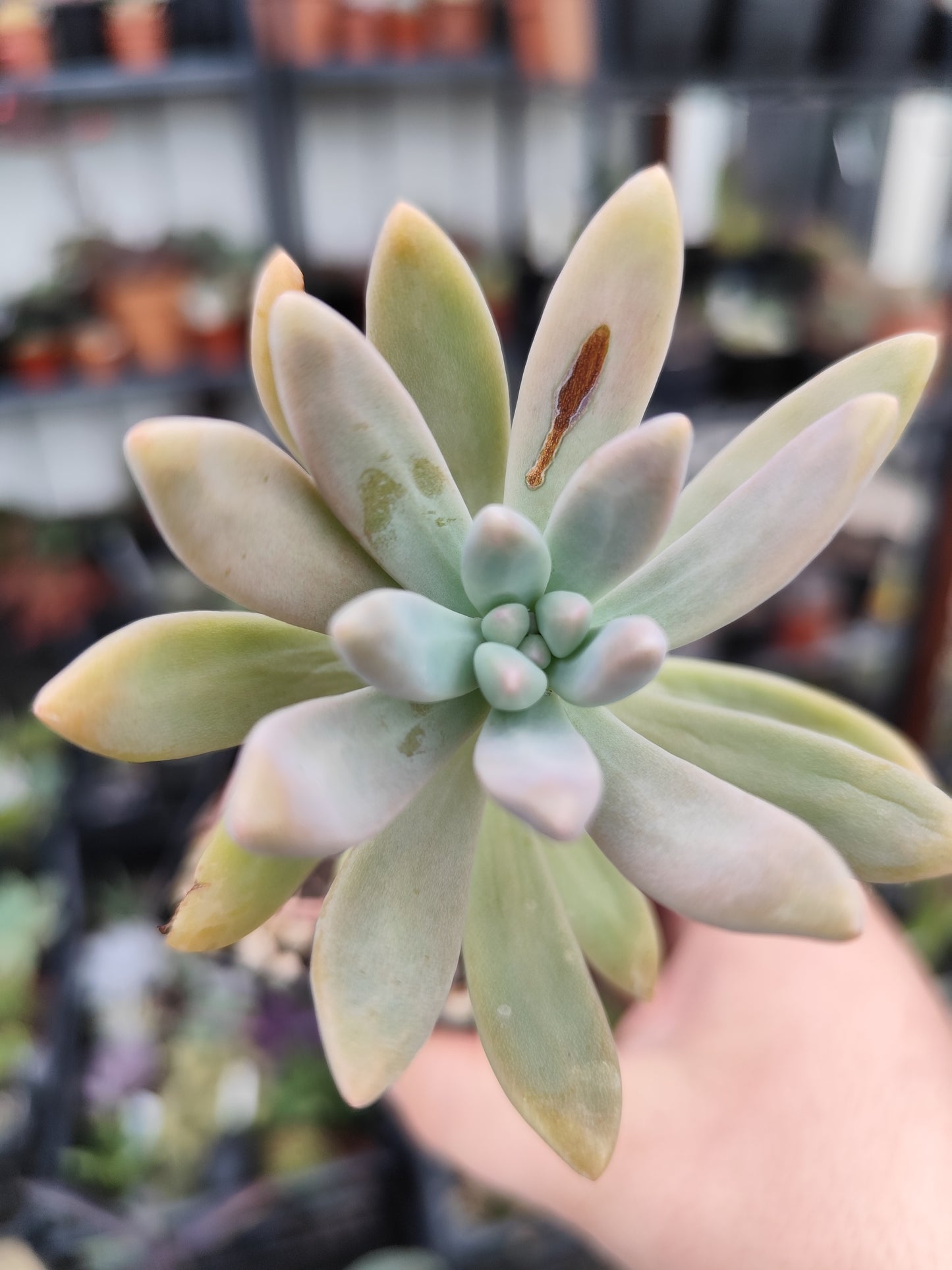 Graptosedum Francesco Baldi