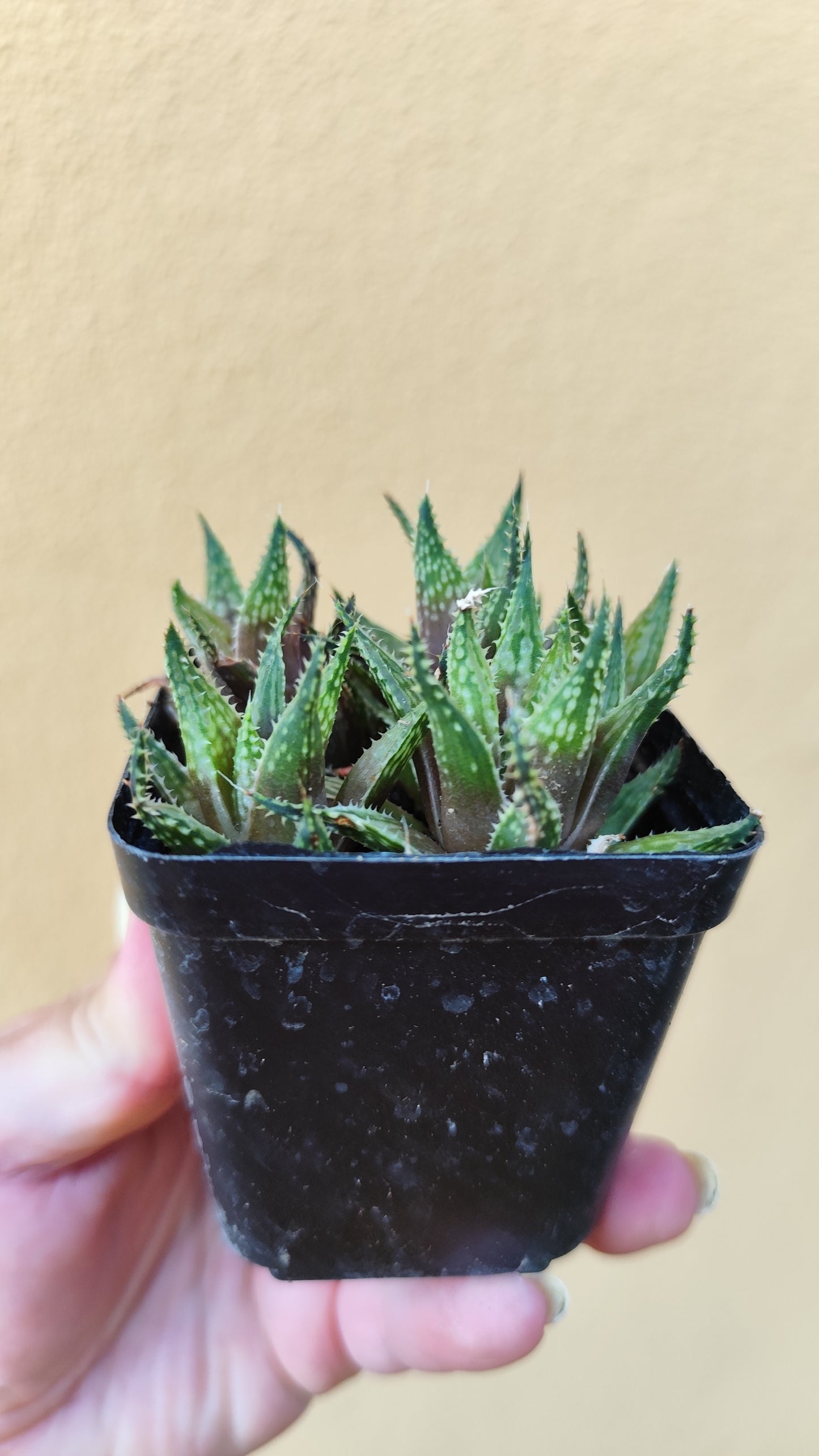 Haworthia guttata