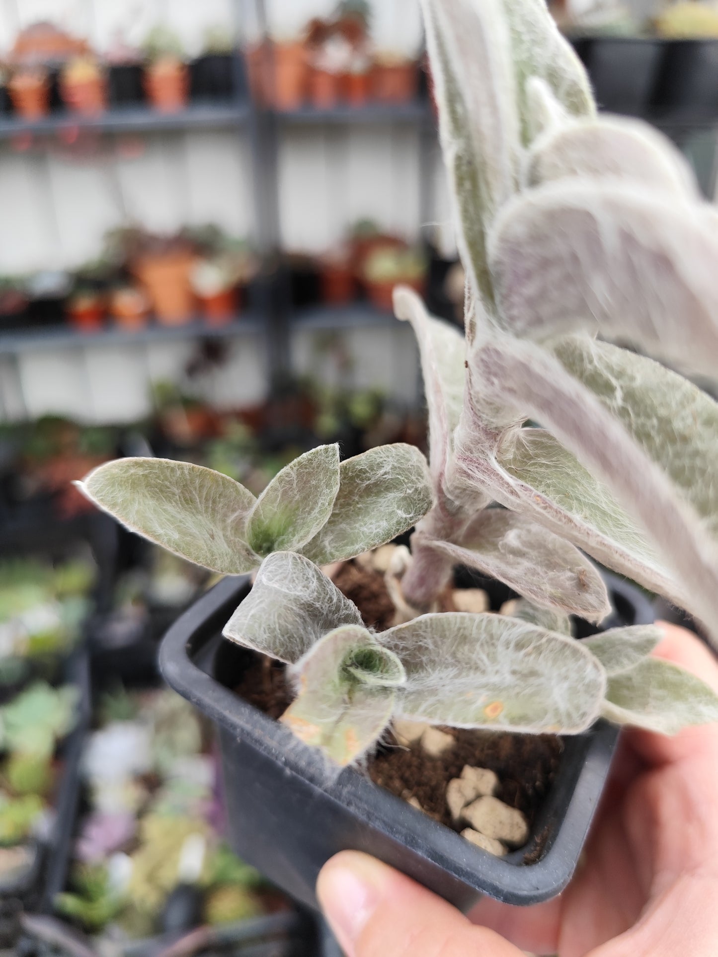 Tradescantia sillamontana