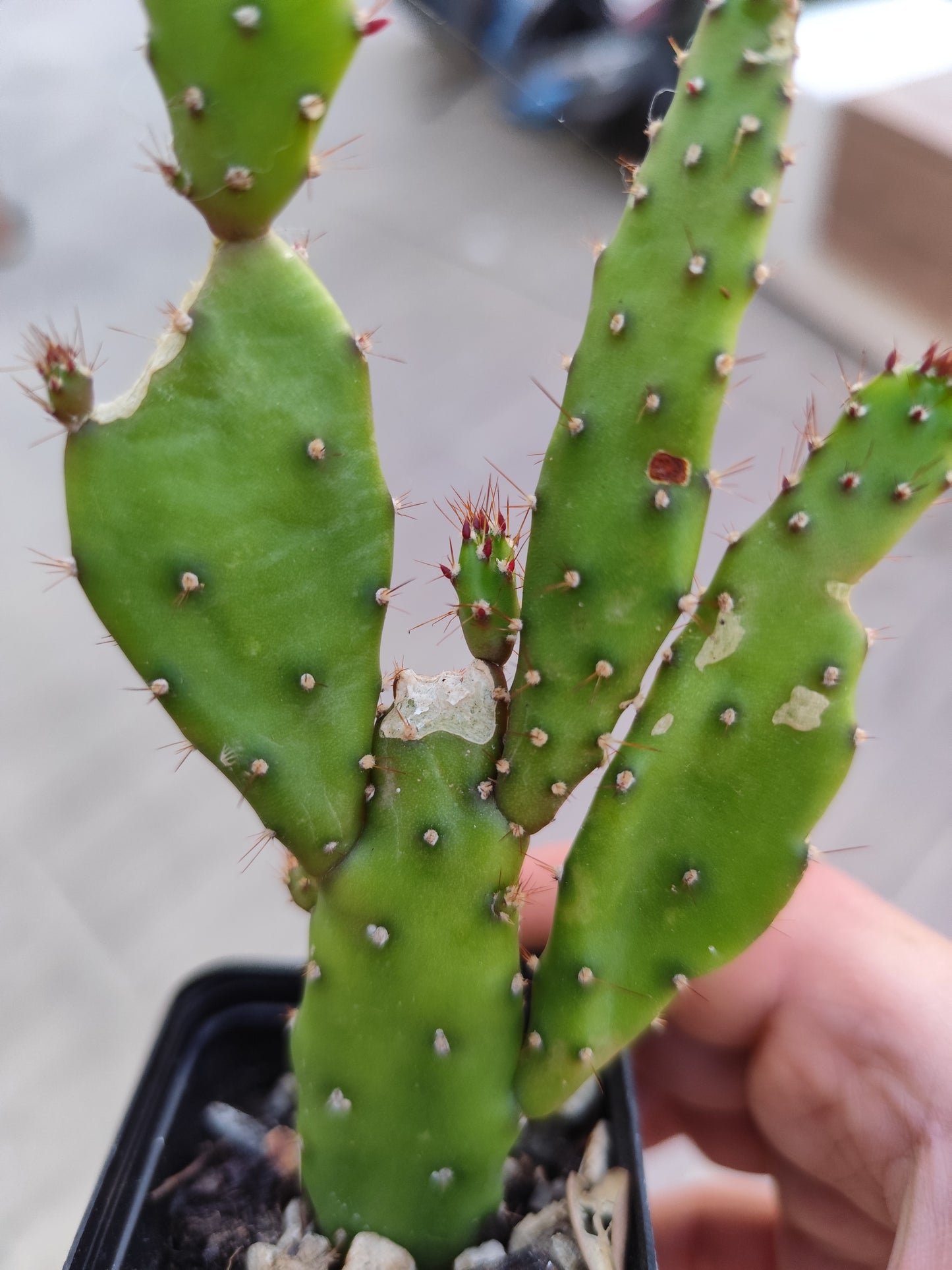 Opuntia monacantha