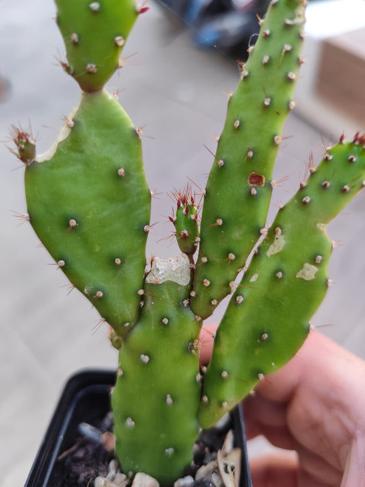 Opuntia monacantha