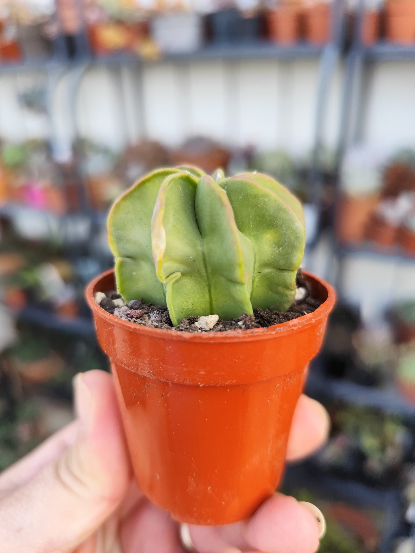 Astrophytum capricorne