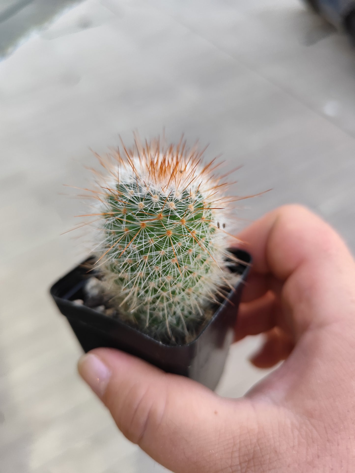 Mammillaria spinosissima