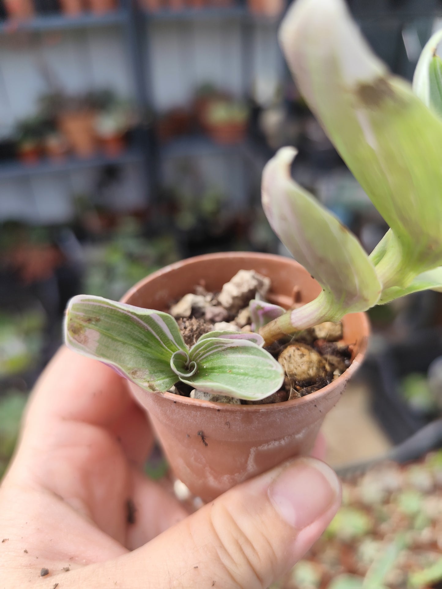 Tradescantia sp
