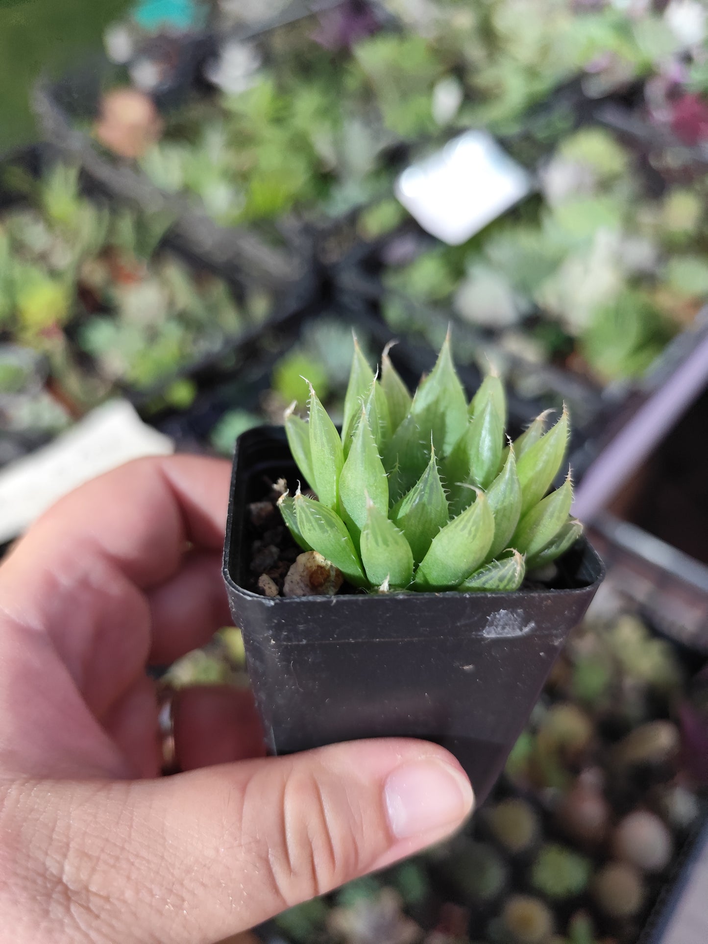 Haworthia cooperi pilifera