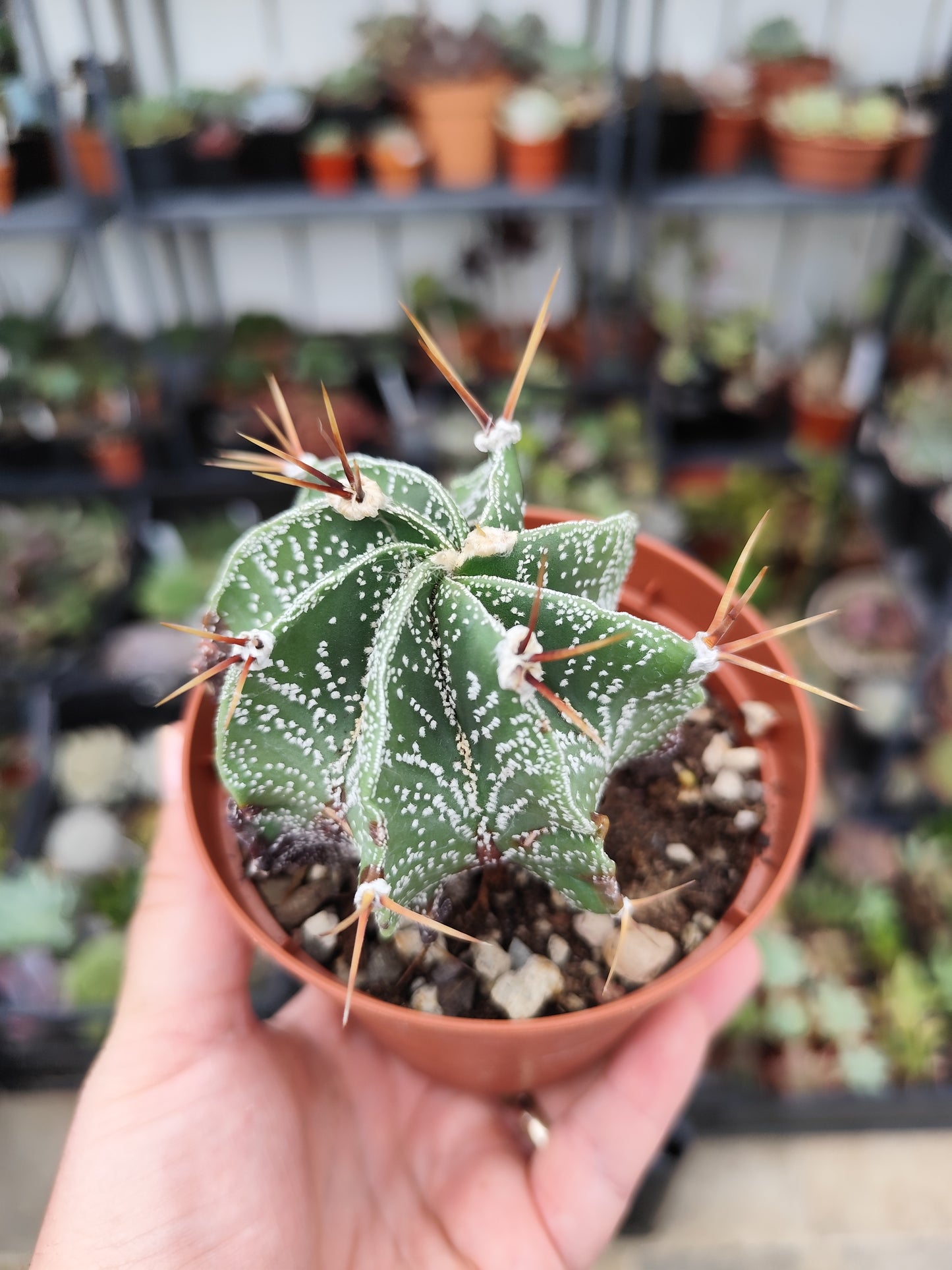 Astrophytum ornatum