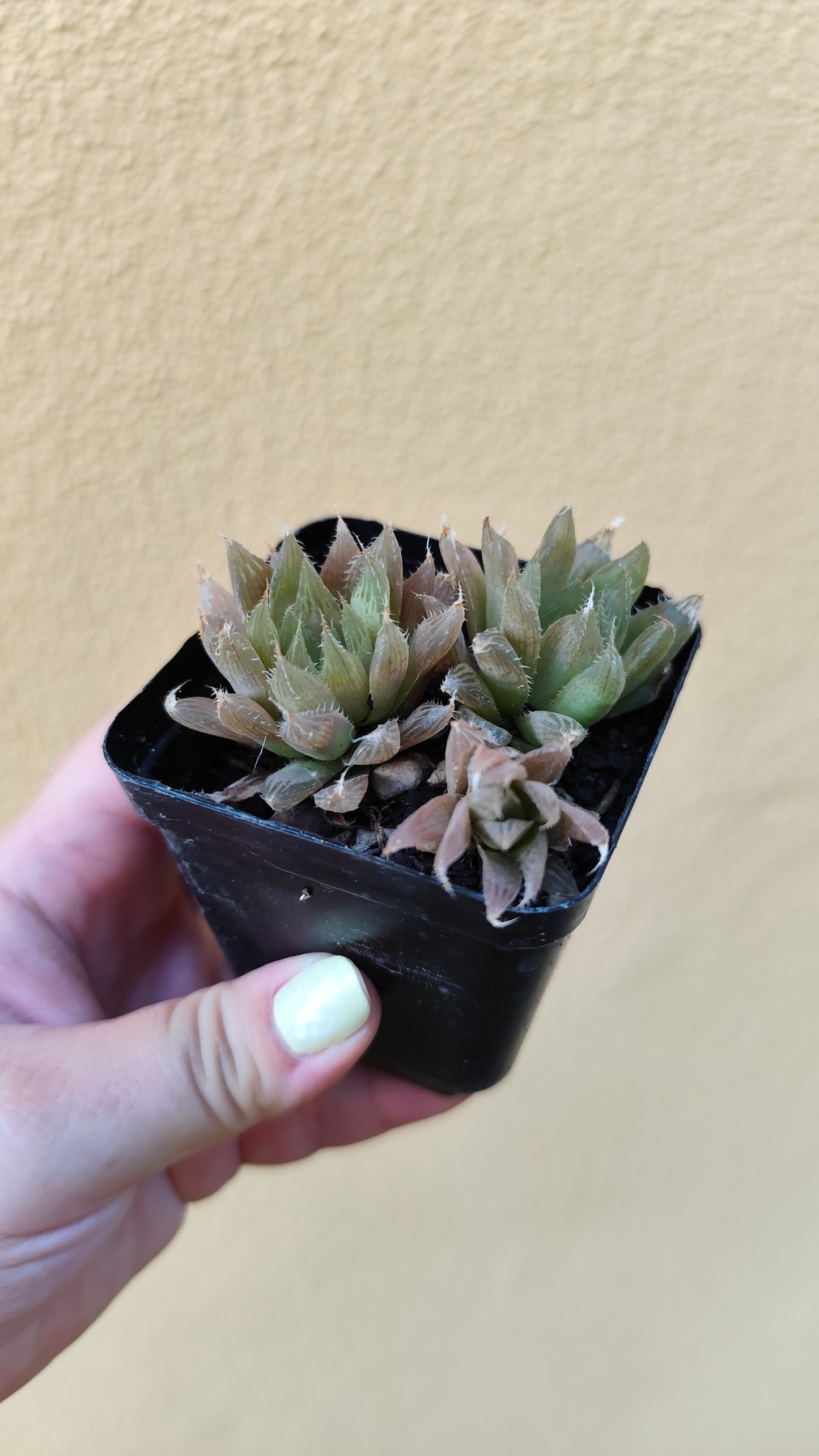 Haworthia cooperii pilifera